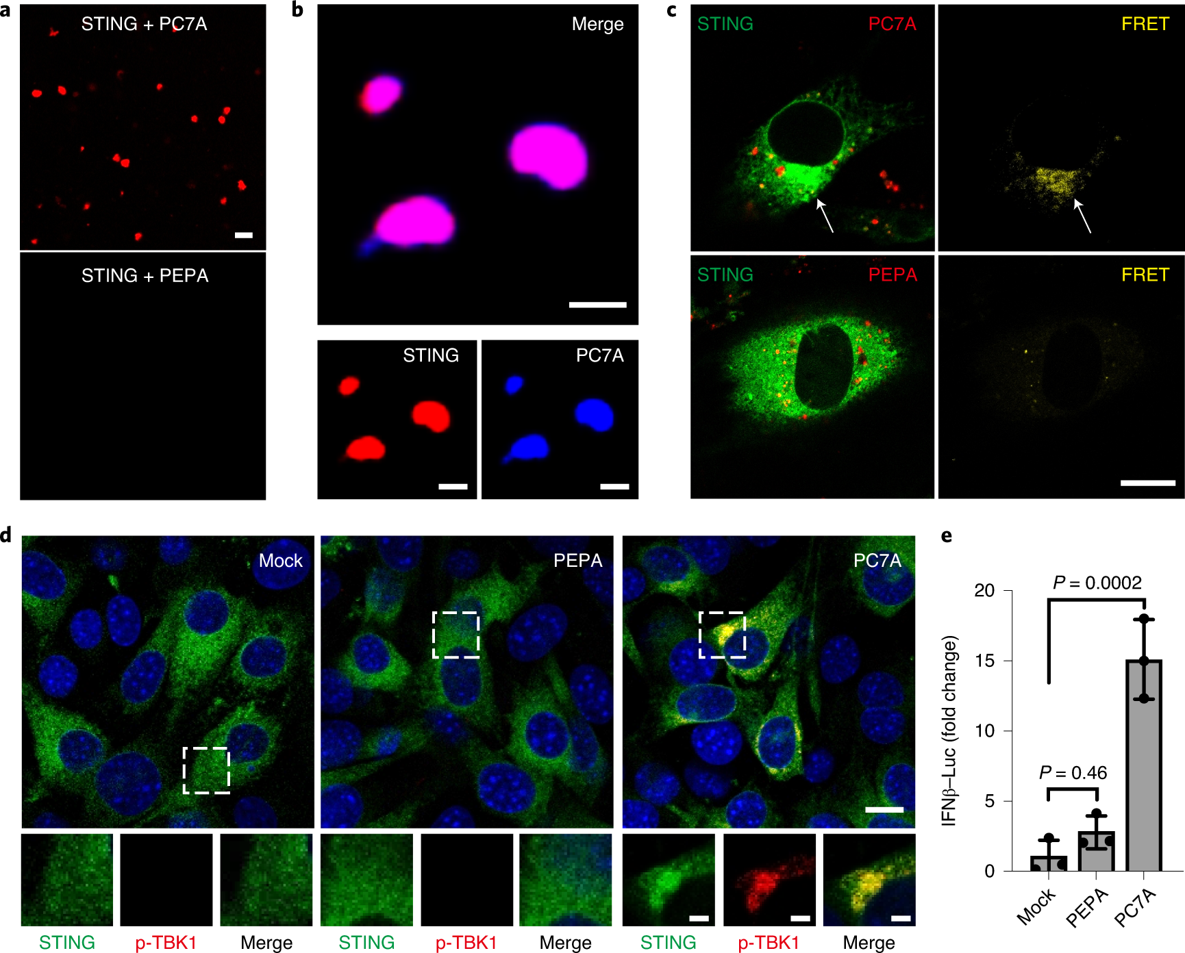 Fig. 2: PC7A polymer induces STING condensation and immune activation.