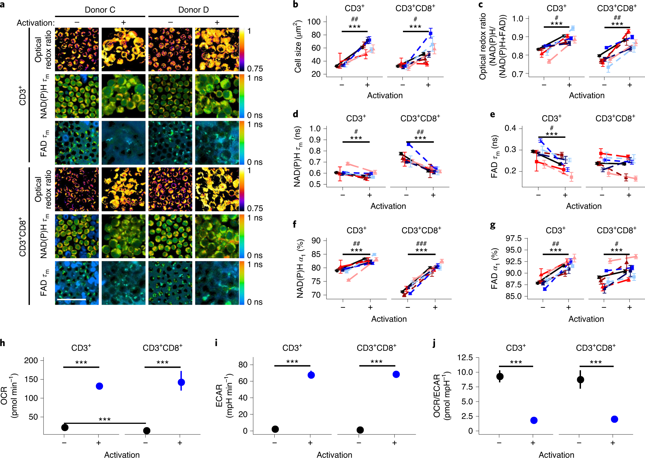 Classification Of T Cell Activation Via Autofluorescence Lifetime Imaging Nature Biomedical Engineering