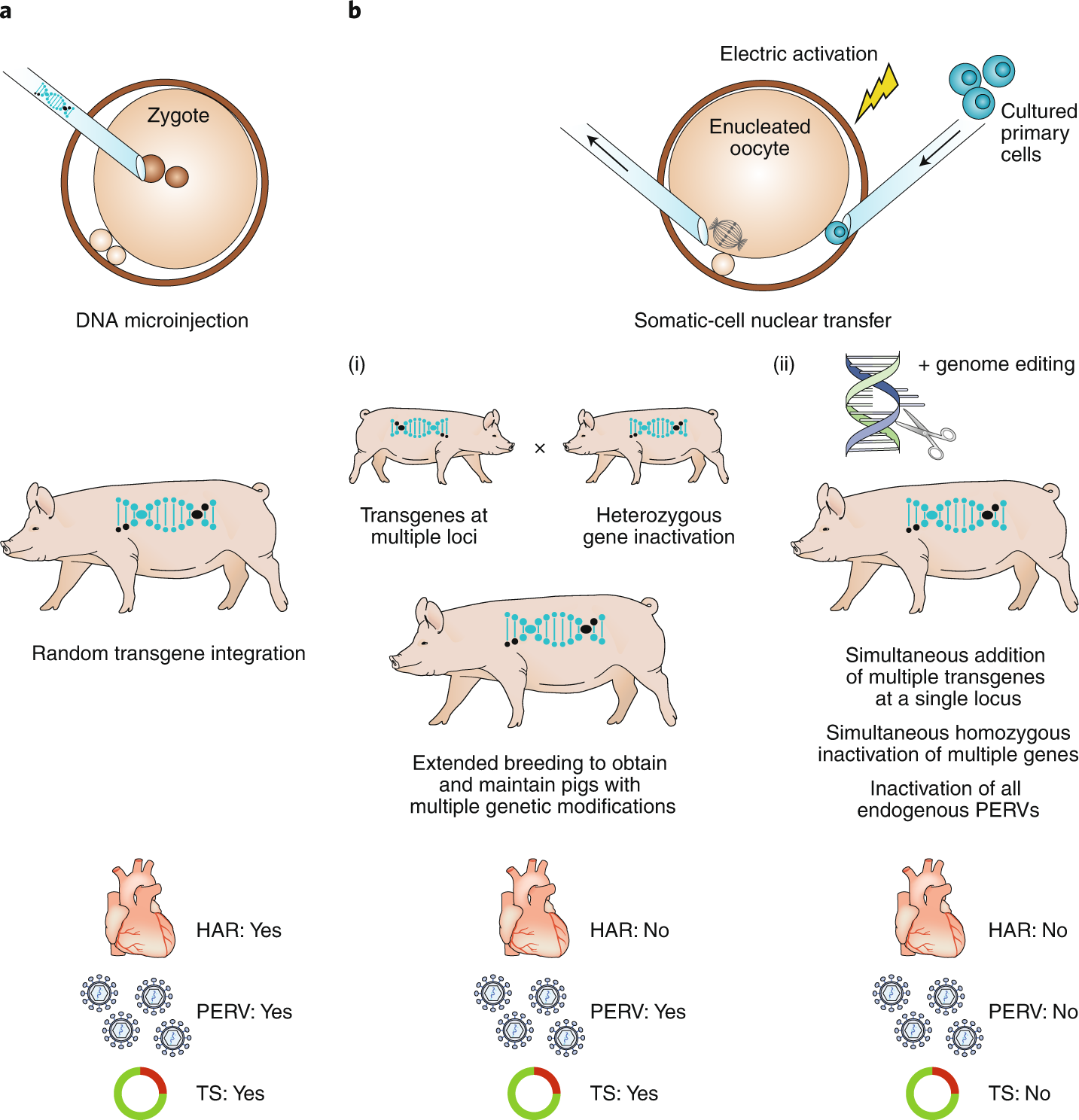 Extensively edited pigs | Nature Biomedical Engineering Extensively edited pigs | Nature Biomedical Engineering