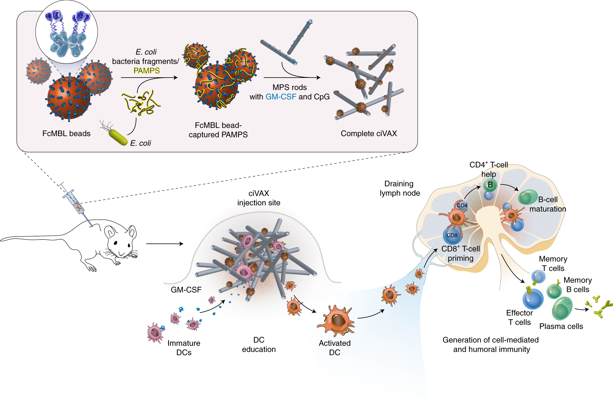 Biomaterial vaccines capturing pathogen-associated molecular patterns protect against bacterial infections and septic shock | Nature Biomedical Engineering Biomaterial vaccines capturing pathogen-associated molecular patterns protect against bacterial infections and septic shock | Nature Biomedical Engineering