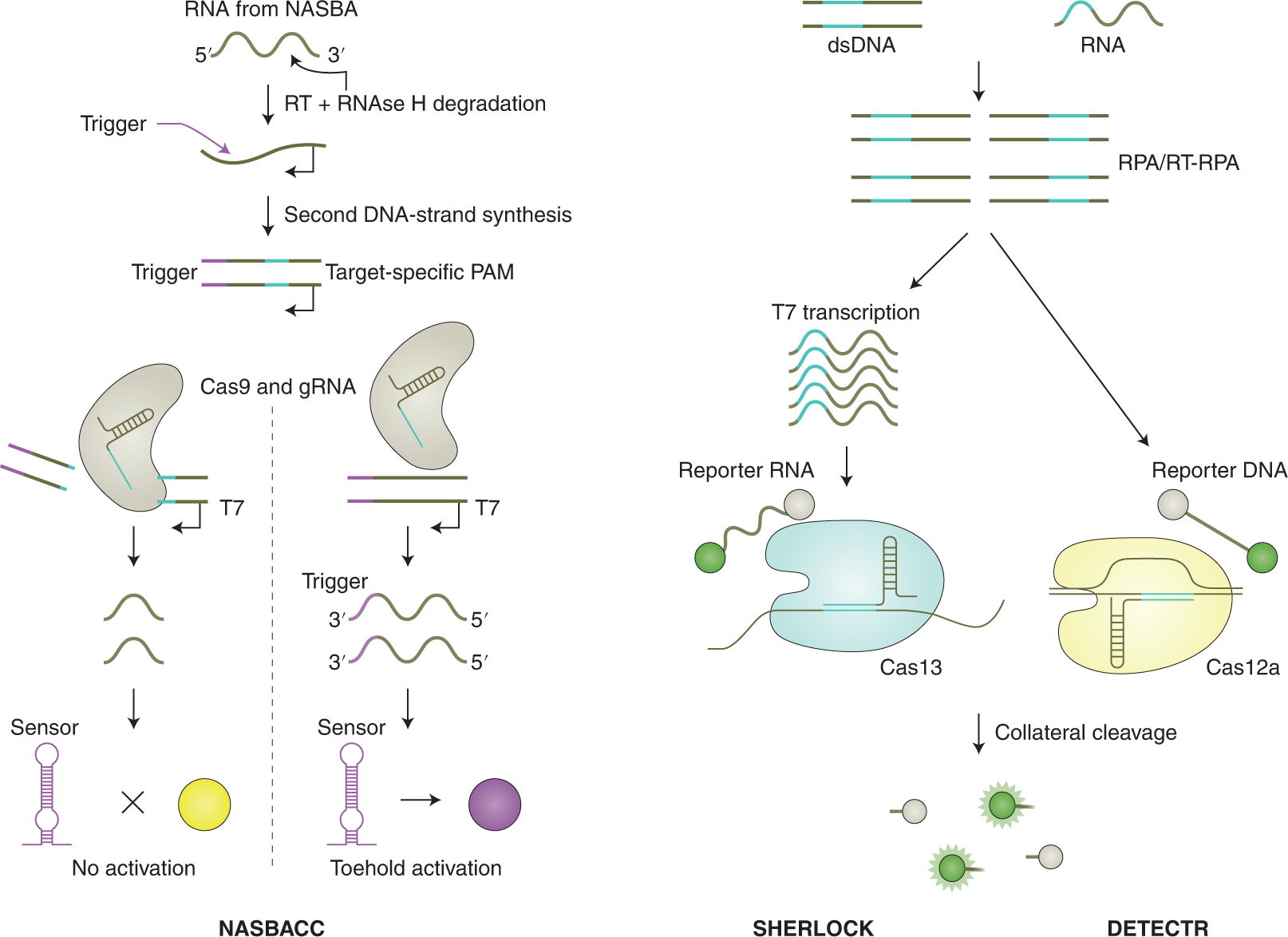 Disease Diagnosis Based on Nucleic Acid Modifications