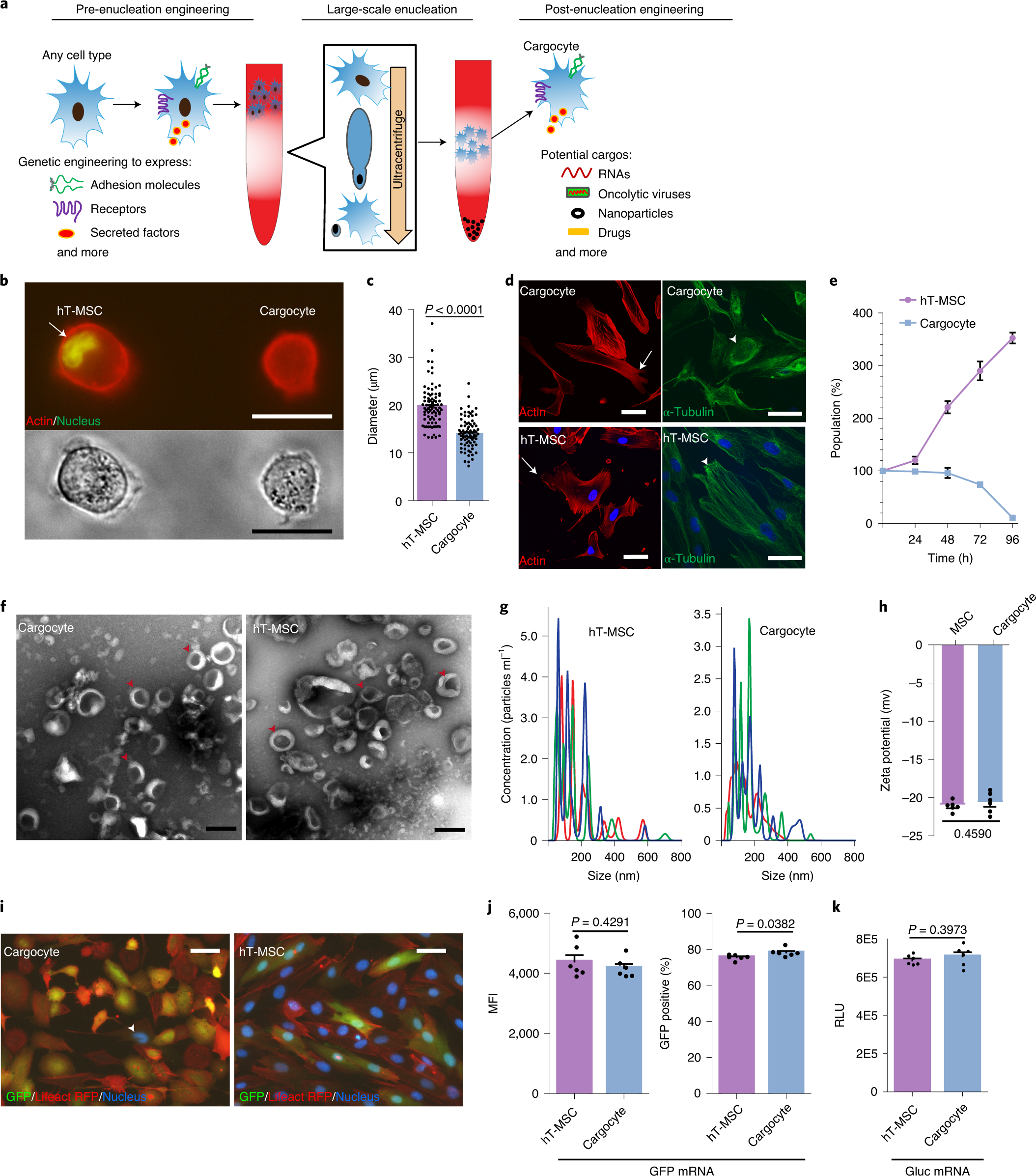 Genetically engineered and enucleated human mesenchymal stromal cells for  the targeted delivery of therapeutics to diseased tissue | Nature  Biomedical Engineering