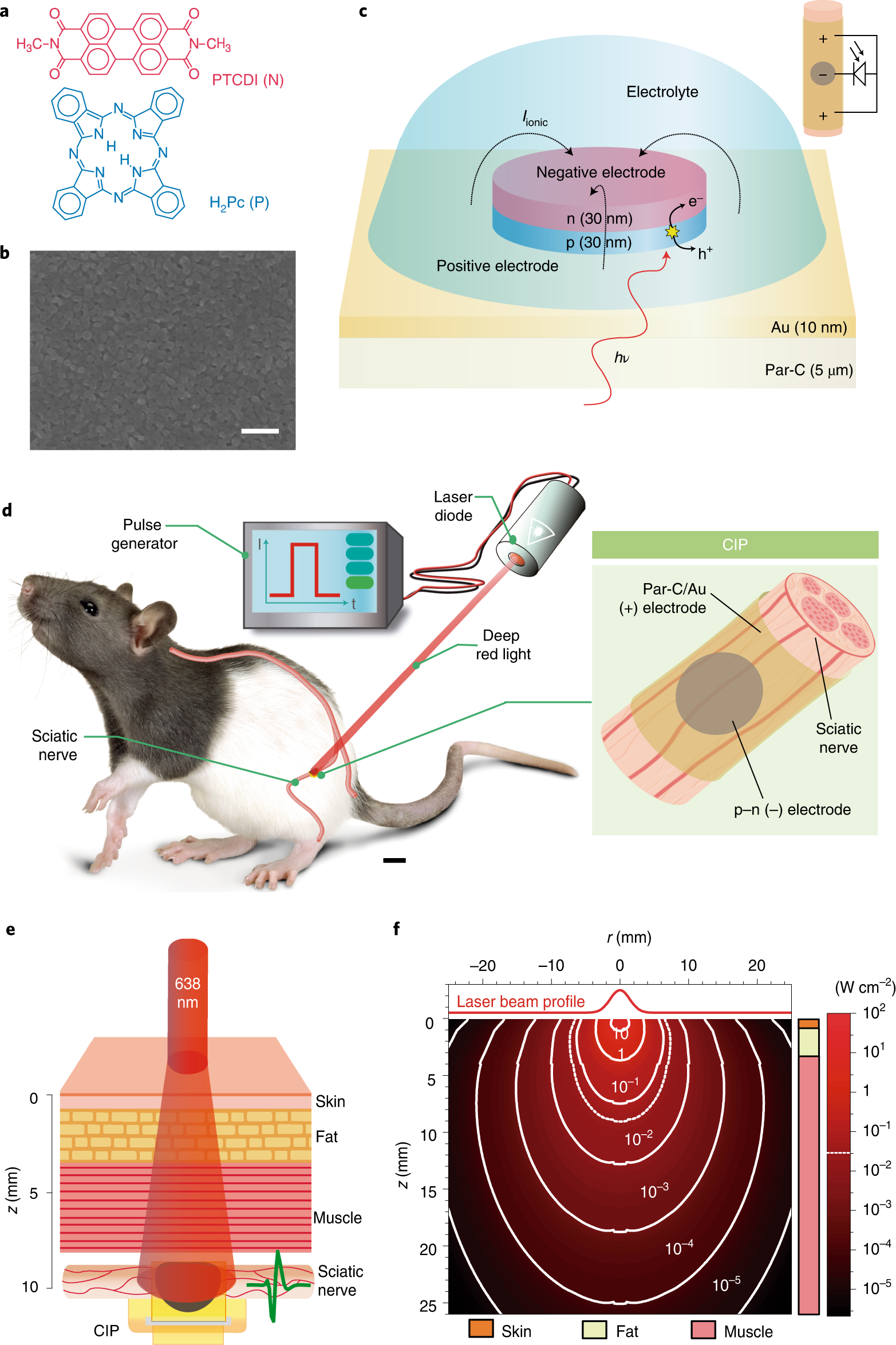 Chronic electrical stimulation of peripheral nerves via deep-red