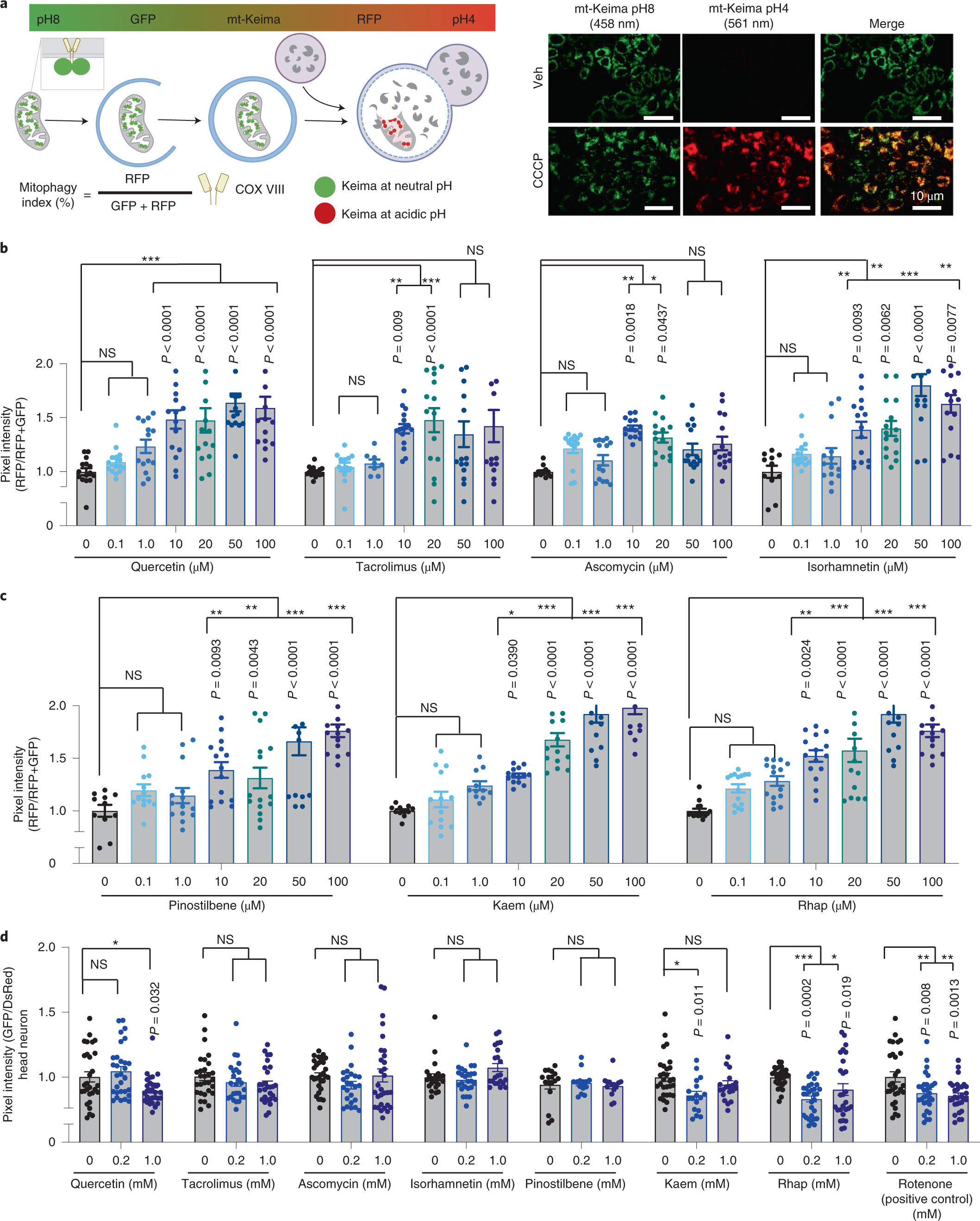 Fig. 2: Evaluation of mitophagy stimulation capacity of the AI top-scored molecules in vitro (mt-Keima) and in animals (mt-Rosella).