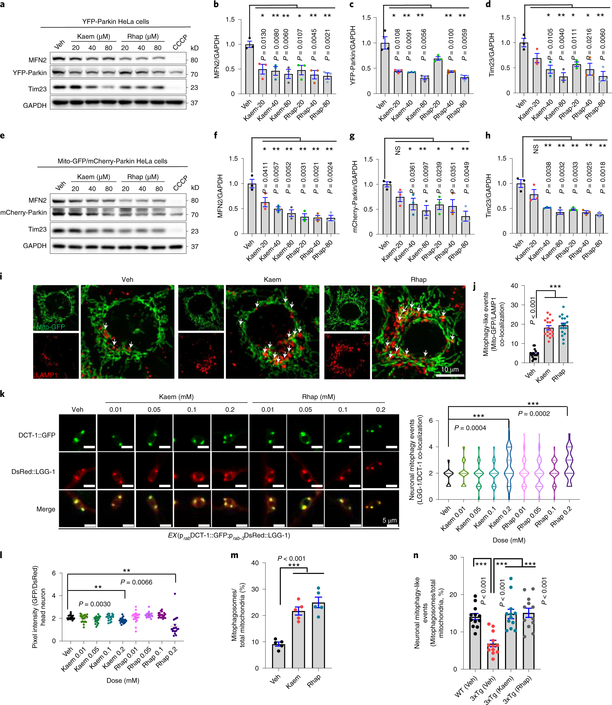 Fig. 3: Kaem and Rhap induce mitophagy in cells, C. elegans neurons and mouse brain.