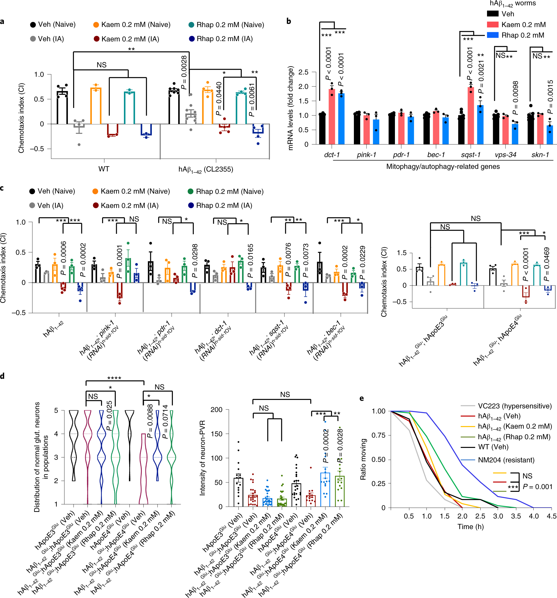 Fig. 4: Mitophagy stimulation restores memory deficit and abrogates pathologies in AD-like Aβ worms, and regulates cellular Aβ production in mouse neuroblastoma cells.