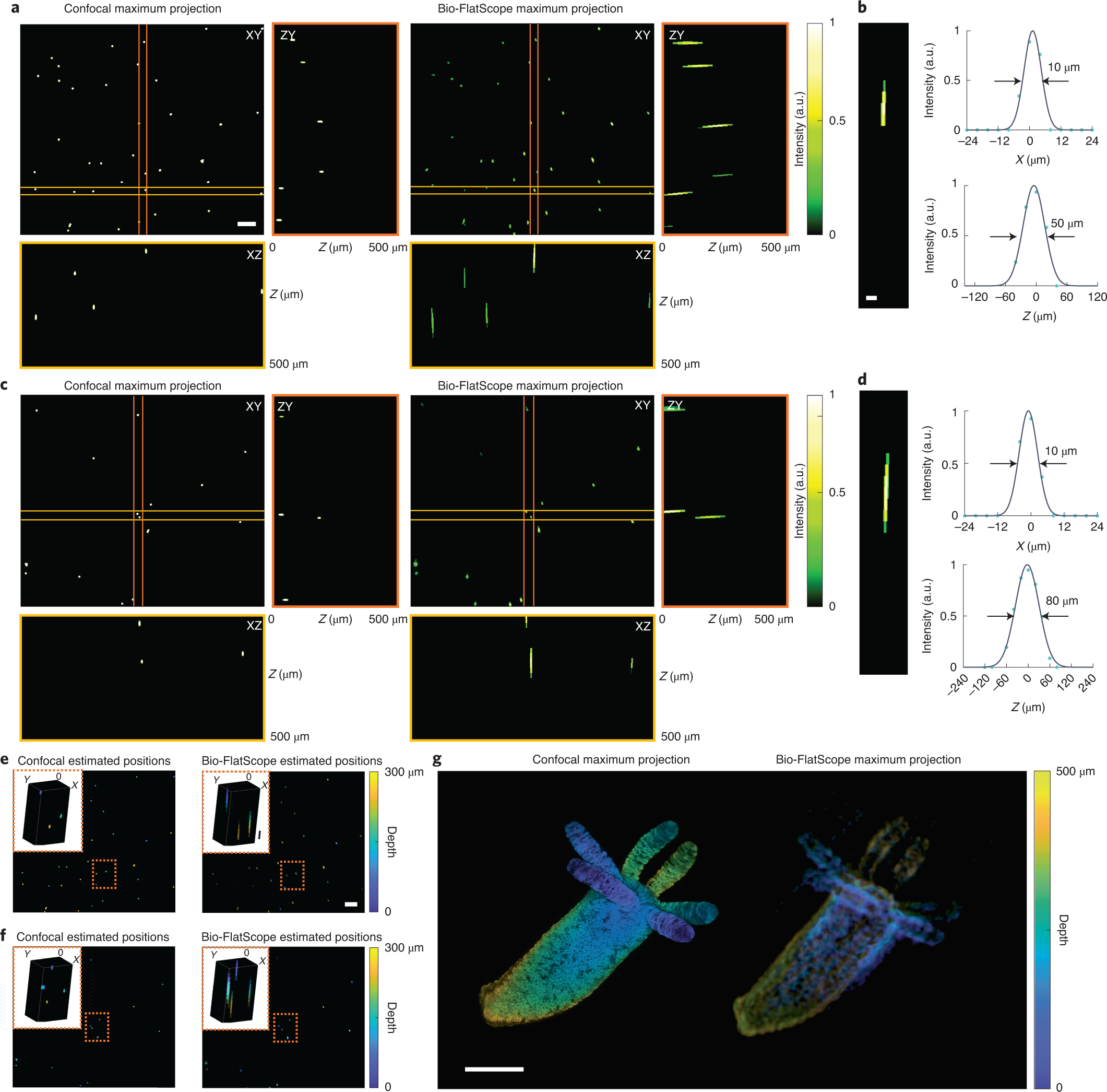 Fig. 2: 3D volume reconstruction of fixed fluorescent samples.