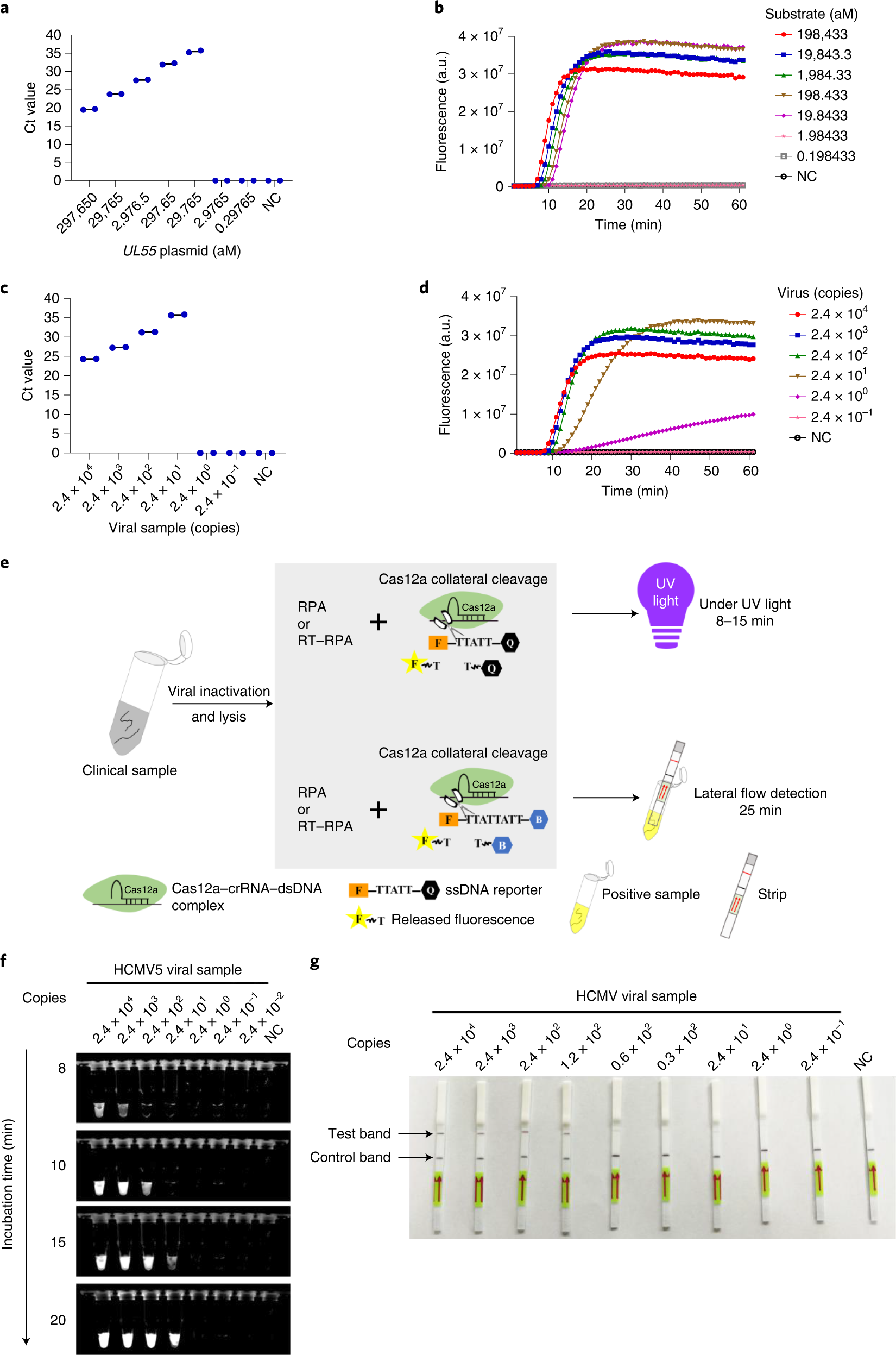 Fig. 5: HCMV detection by suboptimal PAM-mediated one-pot reaction.