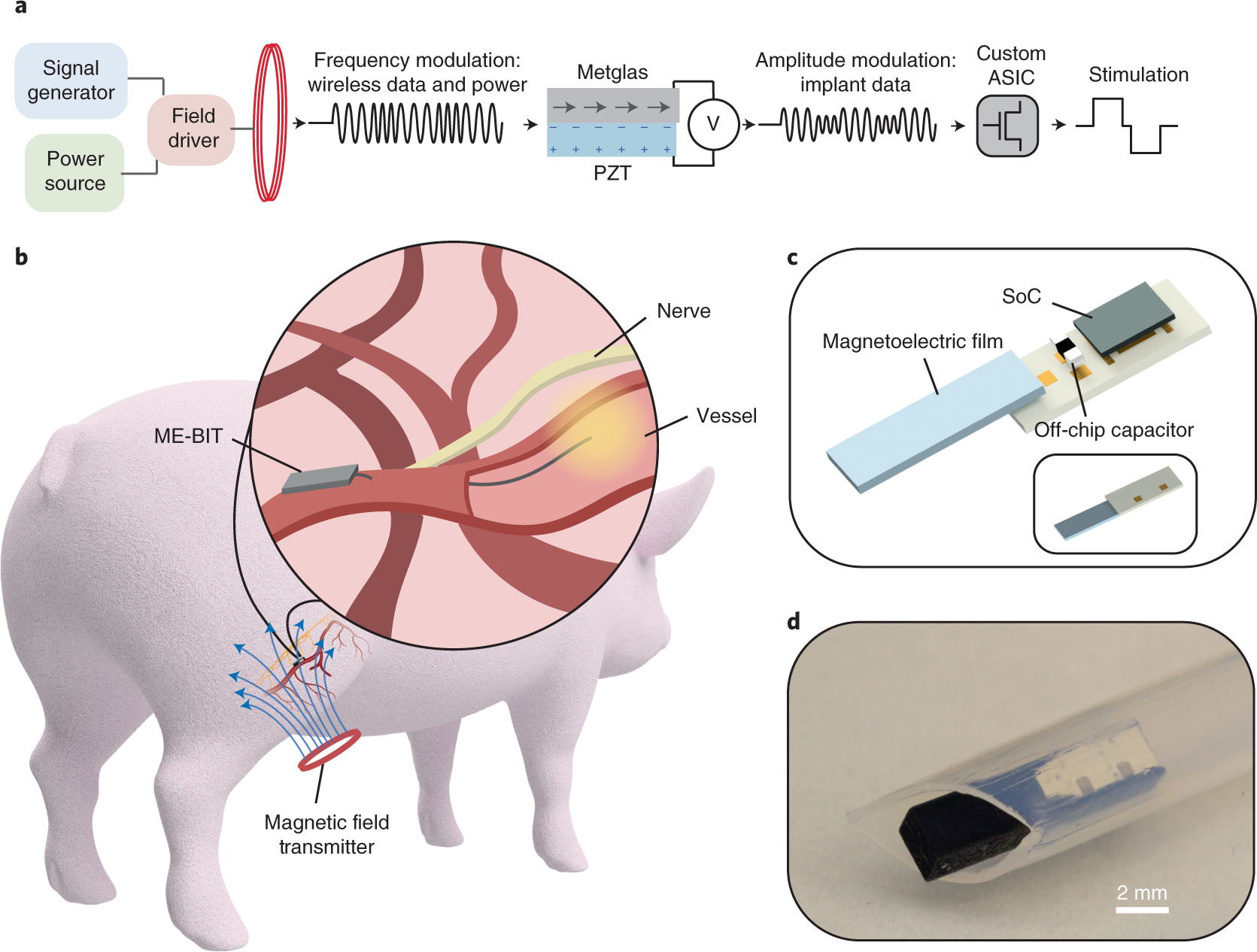 A wireless millimetric magnetoelectric implant for the endovascular  stimulation of peripheral nerves | Nature Biomedical Engineering