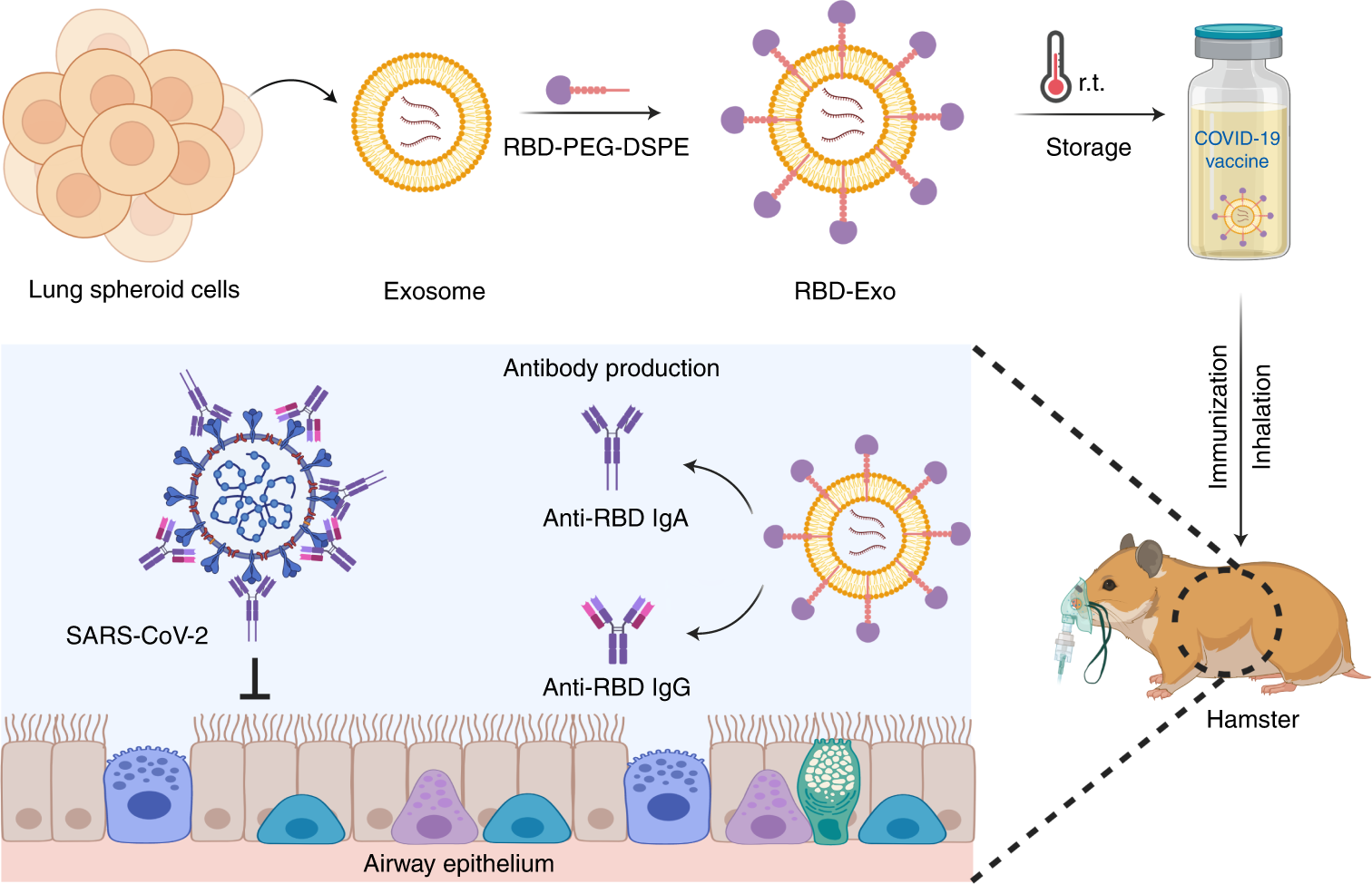 Exosomes decorated with a recombinant SARS-CoV-2 receptor-binding domain as  an inhalable COVID-19 vaccine | Nature Biomedical Engineering