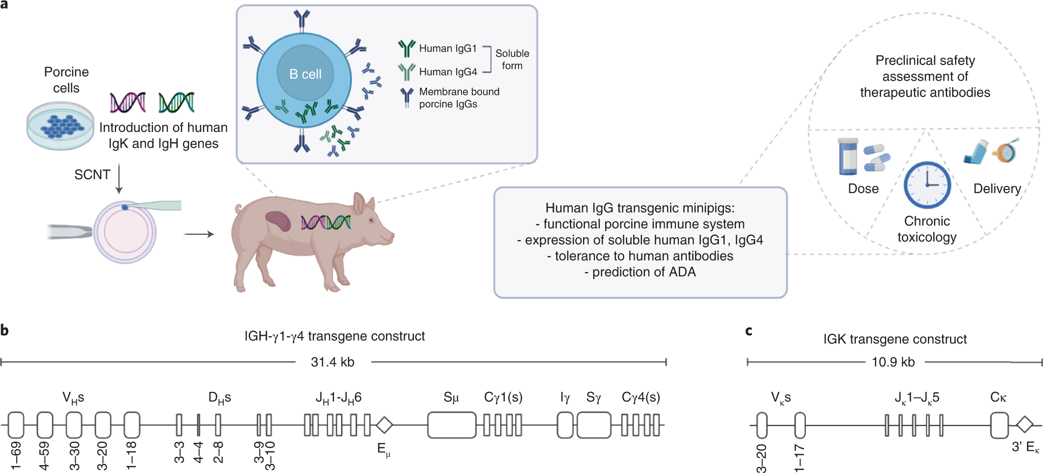 MycoScience - Sensitivities Testing Alternatives In Guinea Pigs For Medical  Devices & Implants