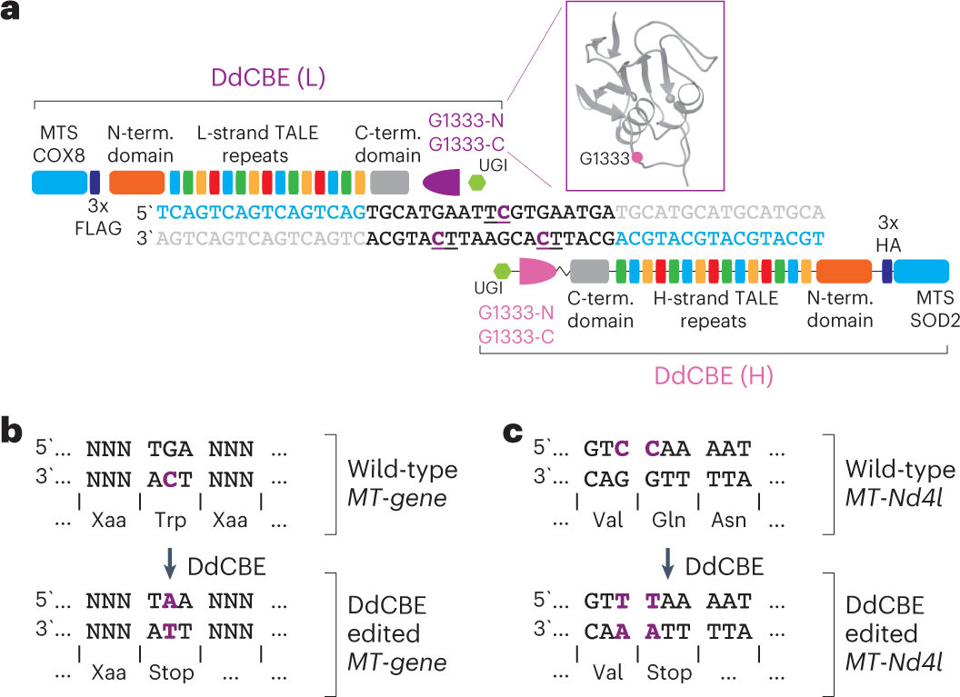 A library of base editors for the precise ablation of all protein-coding  genes in the mouse mitochondrial genome | Nature Biomedical Engineering