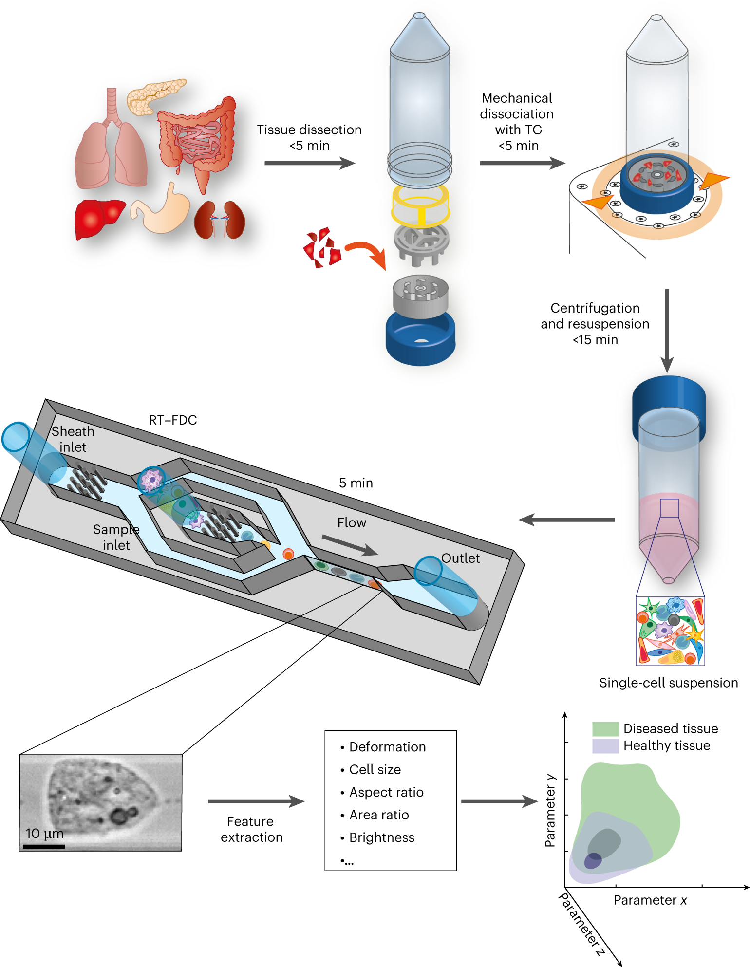 Rapid single-cell physical phenotyping of mechanically dissociated tissue  biopsies | Nature Biomedical Engineering