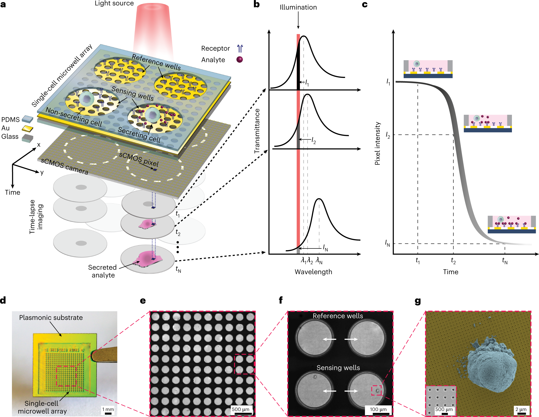 High-throughput spatiotemporal monitoring of single-cell