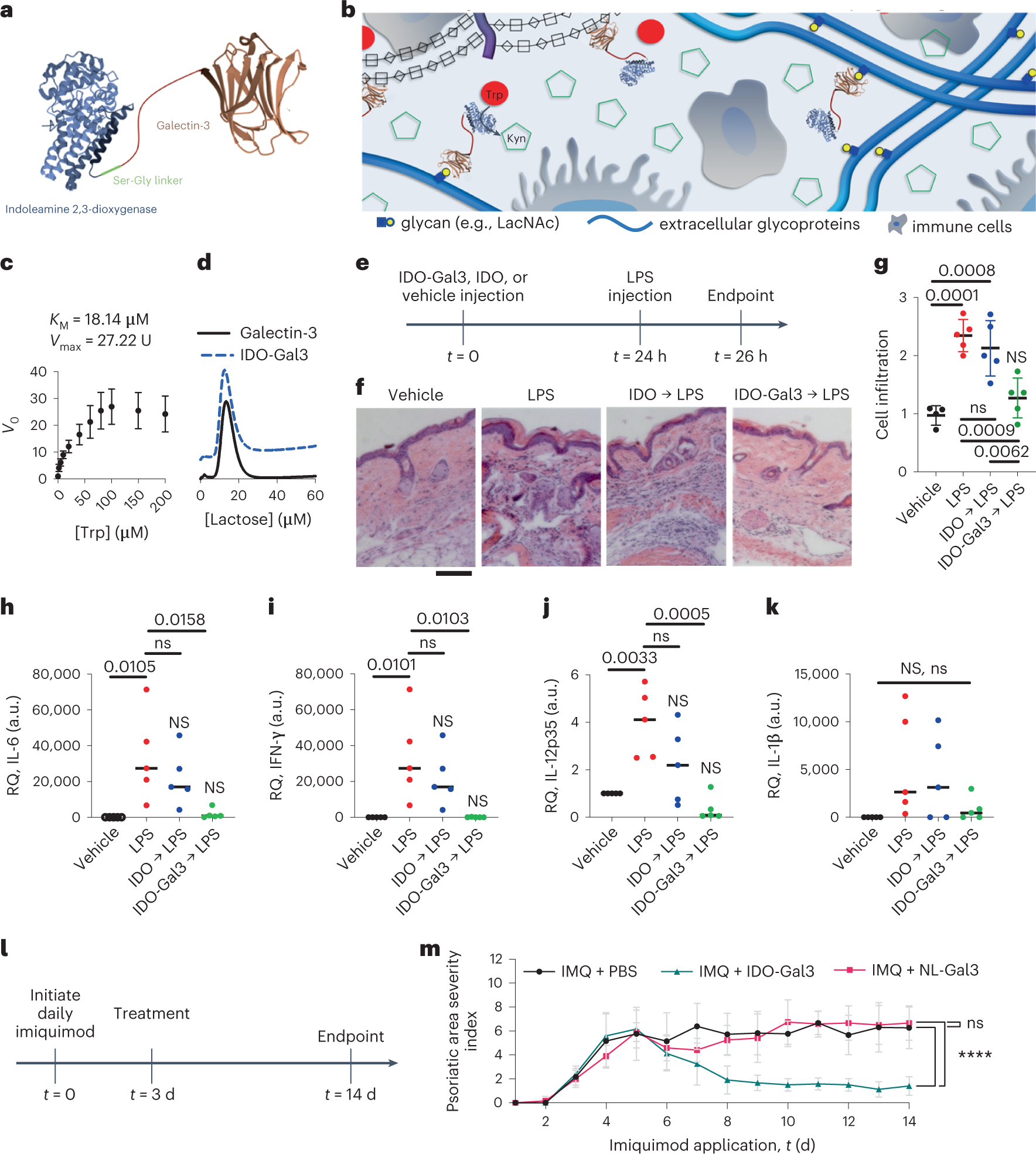 Fig. 1: IDO-Gal3 suppresses inflammation.