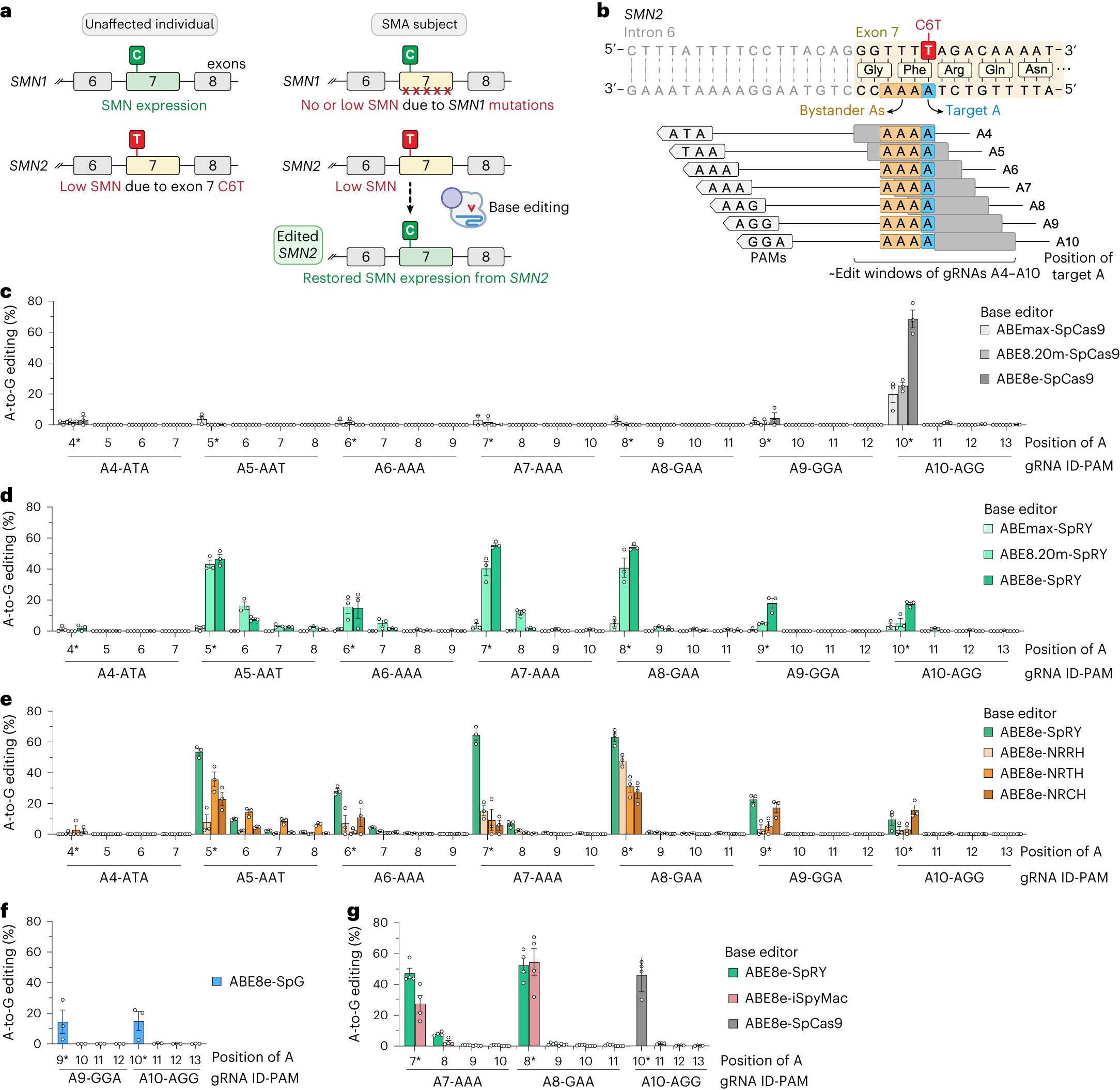 Optimization of base editors for the functional correction of SMN2 as a  treatment for spinal muscular atrophy | Nature Biomedical Engineering