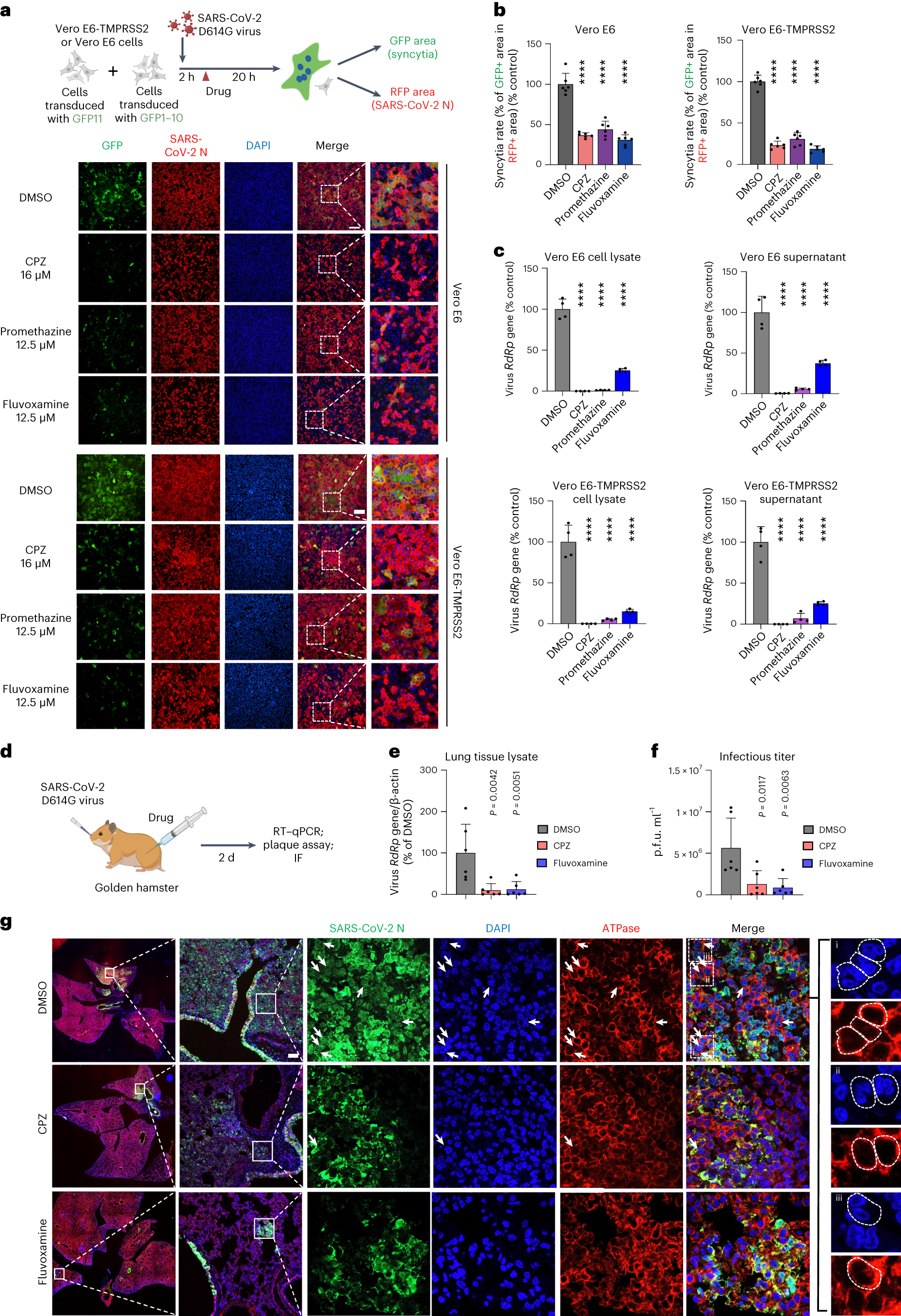 Fig. 6: Clathrin-mediated endocytosis inhibitors impede SARS-CoV-2 live virus-induced syncytium formation.