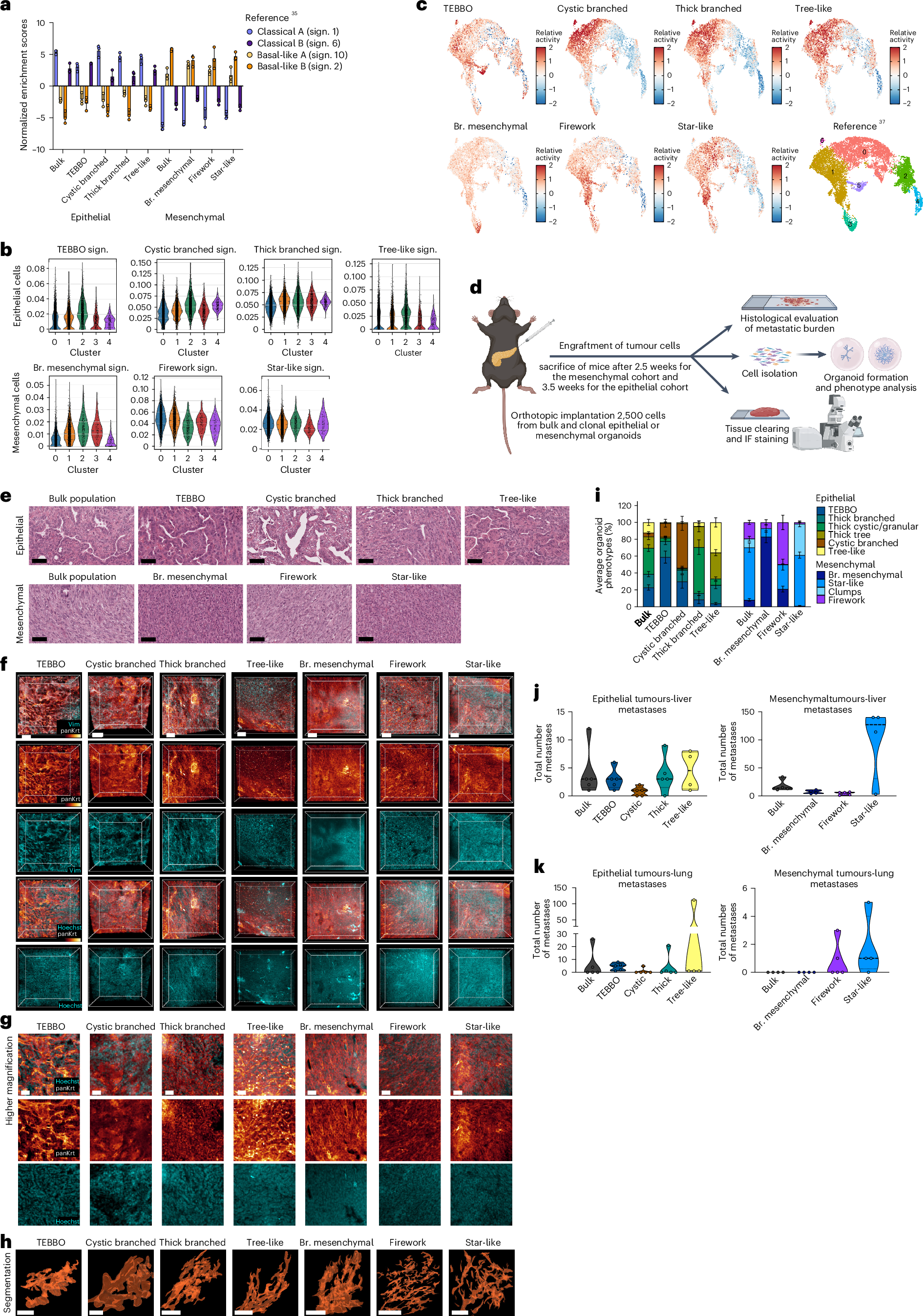 Fig. 5: Organoids phenotypes represent distinct tumour cell states with unique in vivo biological functions.