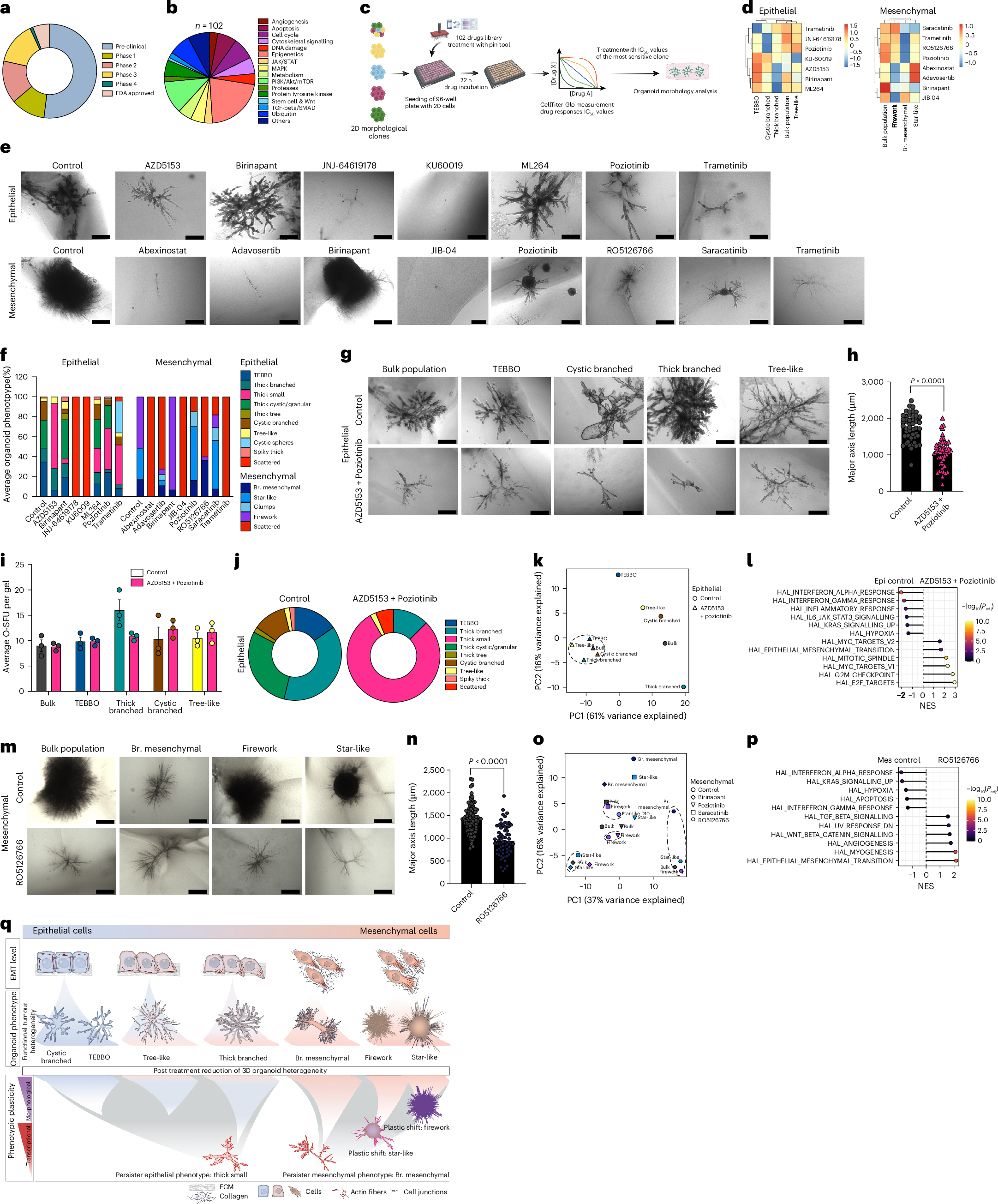 Fig. 7: Targeted therapy reduces phenotypic heterogeneity via phenotypic reprogramming.