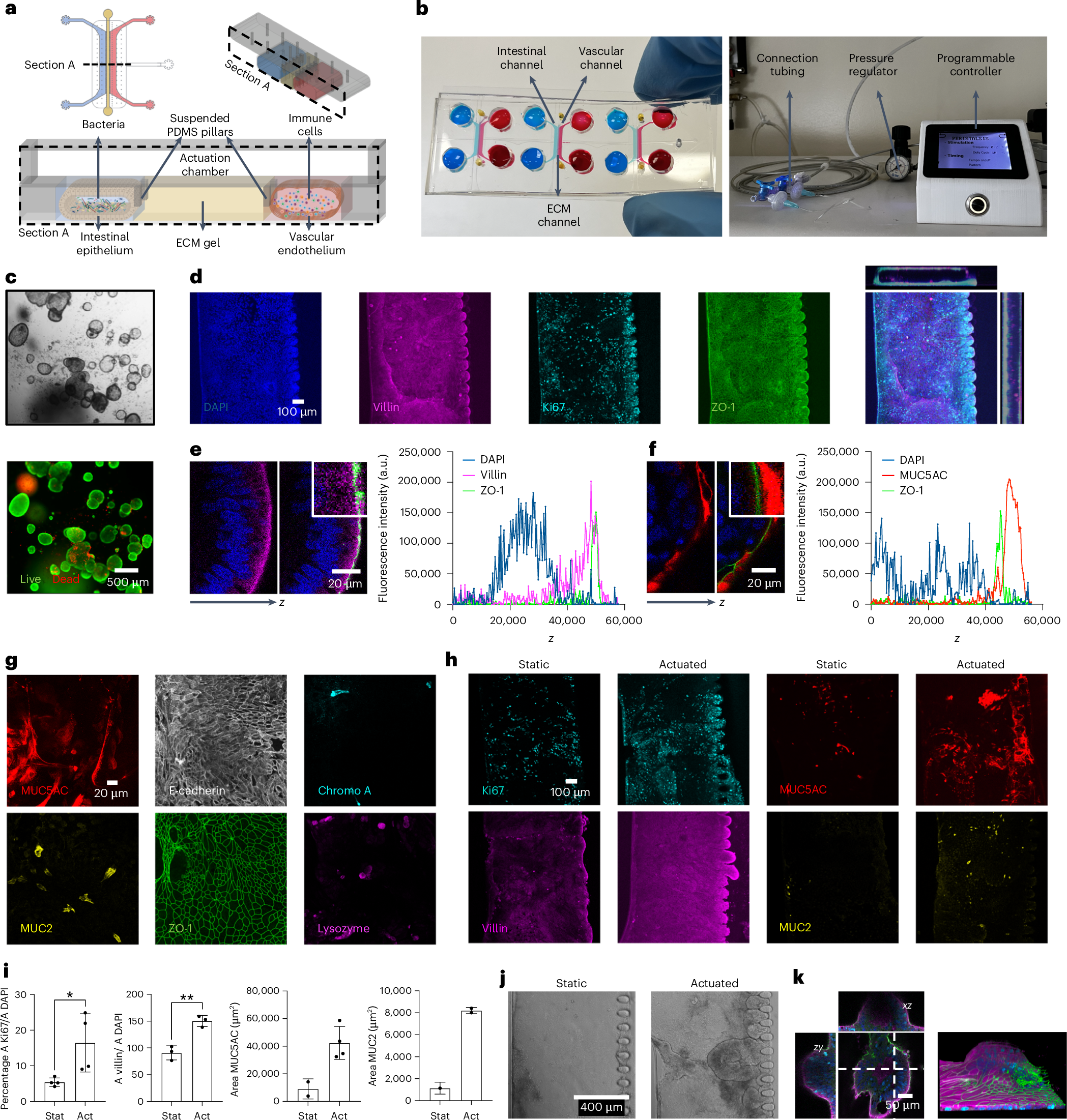 Fig. 1: The hiPSCs-derived gut-on-a-chip model.