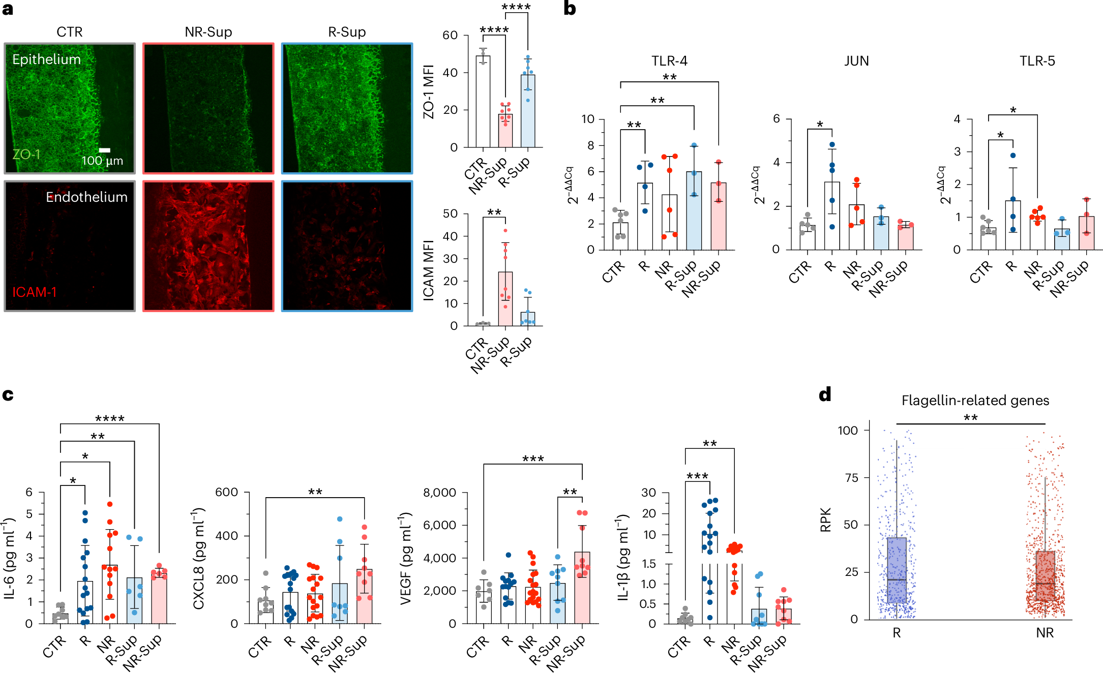 Fig. 7: Faecal microbiota from responsive patients and non-responsive patients elicit different inflammatory responses on-chip.