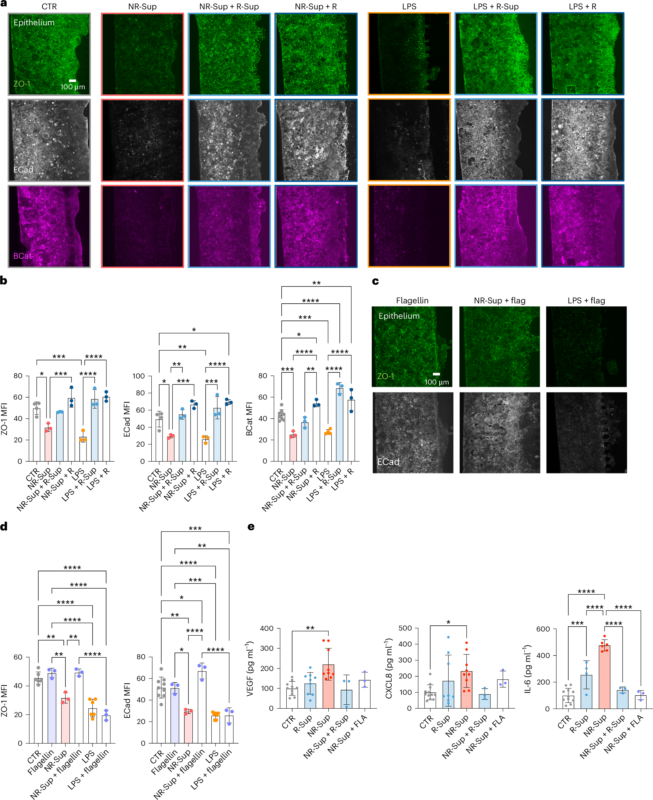 Fig. 8: Gut-on-a-chip reveals therapeutic potential of faecal microbiota from responsive patients.