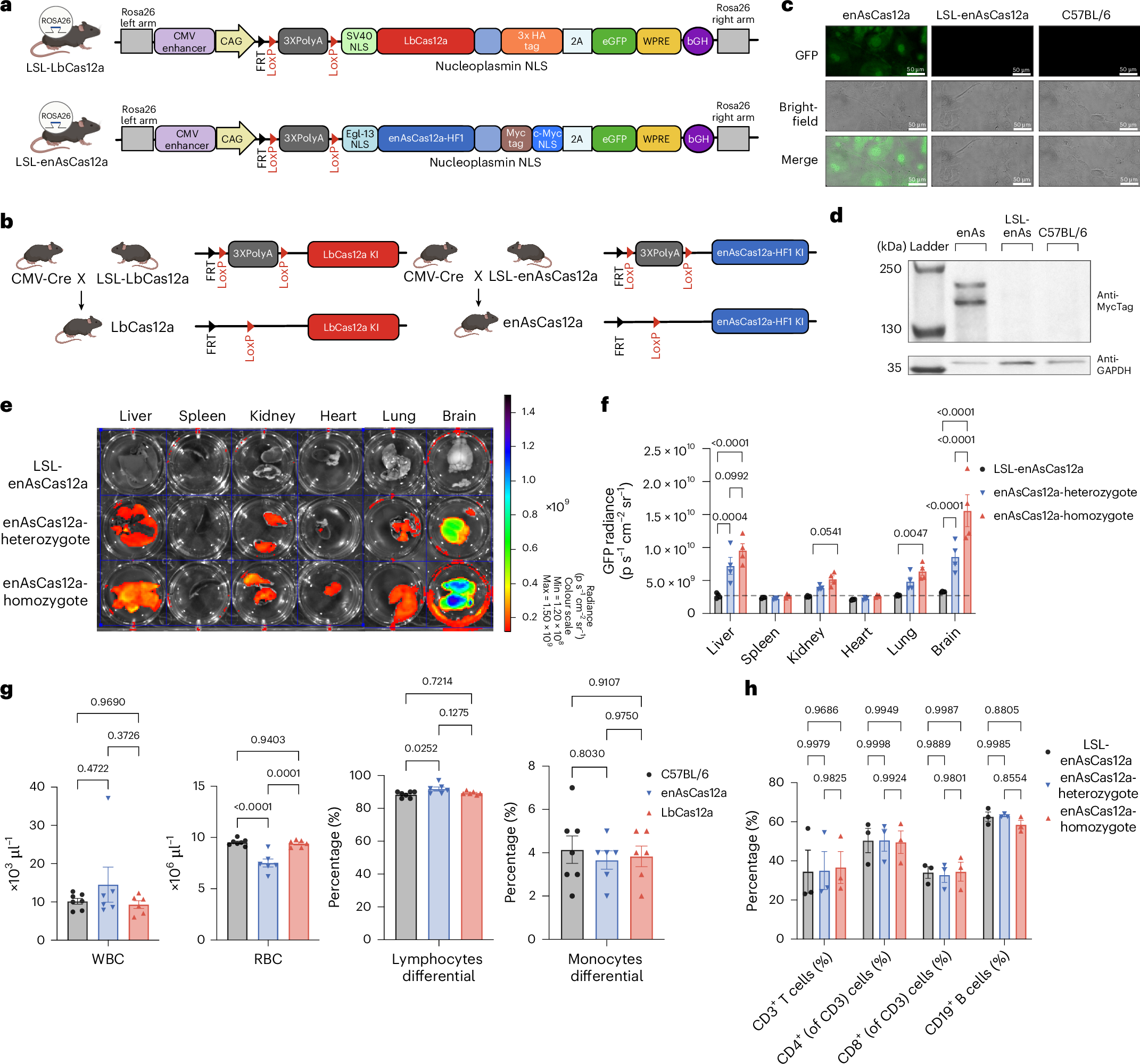 新しいCRISPRツールが遺伝子編集と疾患モデリングを向上(New CRISPR Tool Enables More Seamless Gene Editing and Improved Disease Modeling)