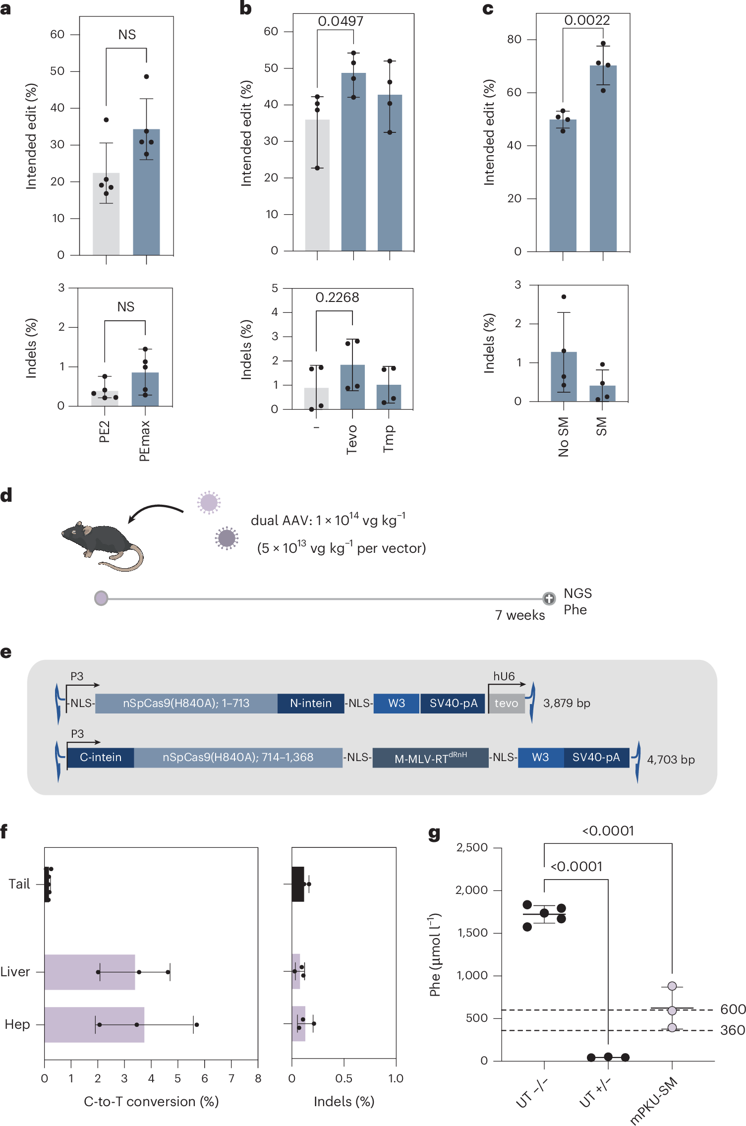 Fig. 1: In vivo correction of Pahenu2 mice using AAV-mediated delivery of intein-split PEmax.