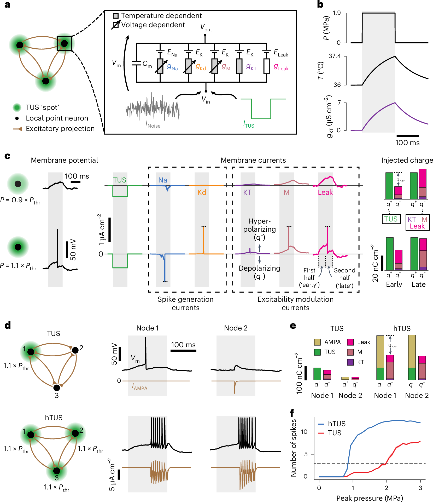 Fig. 5: A cortical network model predicts distinct response thresholds for TUS and hTUS.