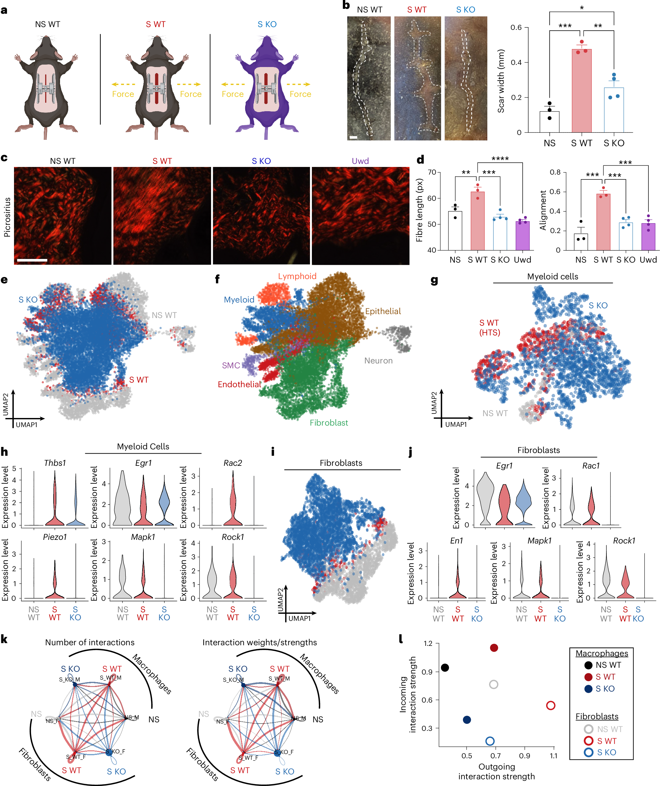 Fig. 2: Transgenic disruption of myeloid-specific mechanotransduction generates improved healing with reduced inflammation.