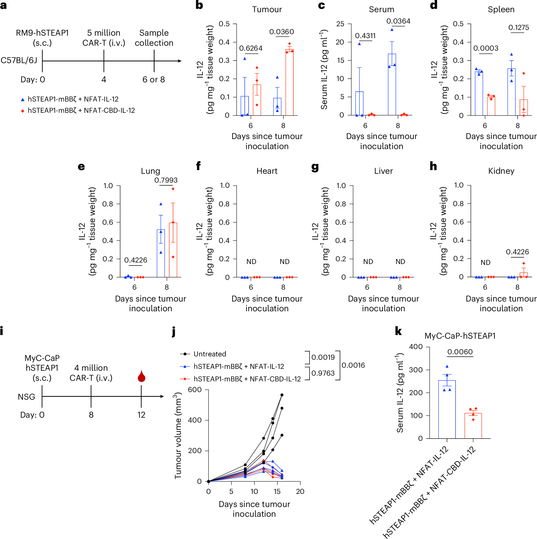 Fig. 3: CBD fusion enhances intratumoural retention of IL-12 and reduces its systemic leakage.