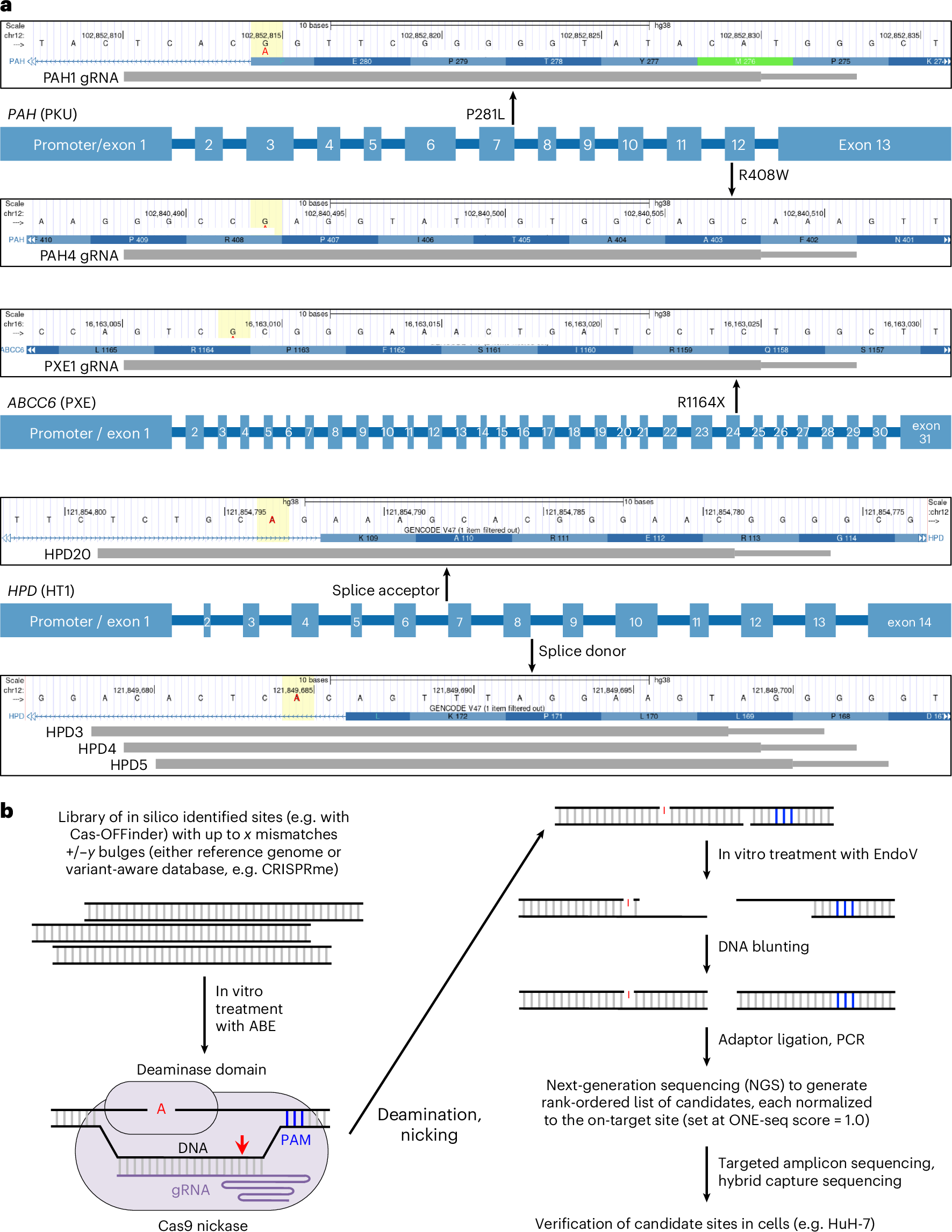Fig. 1: Assessment of on-target and off-target editing by candidate clinical lead gRNAs.