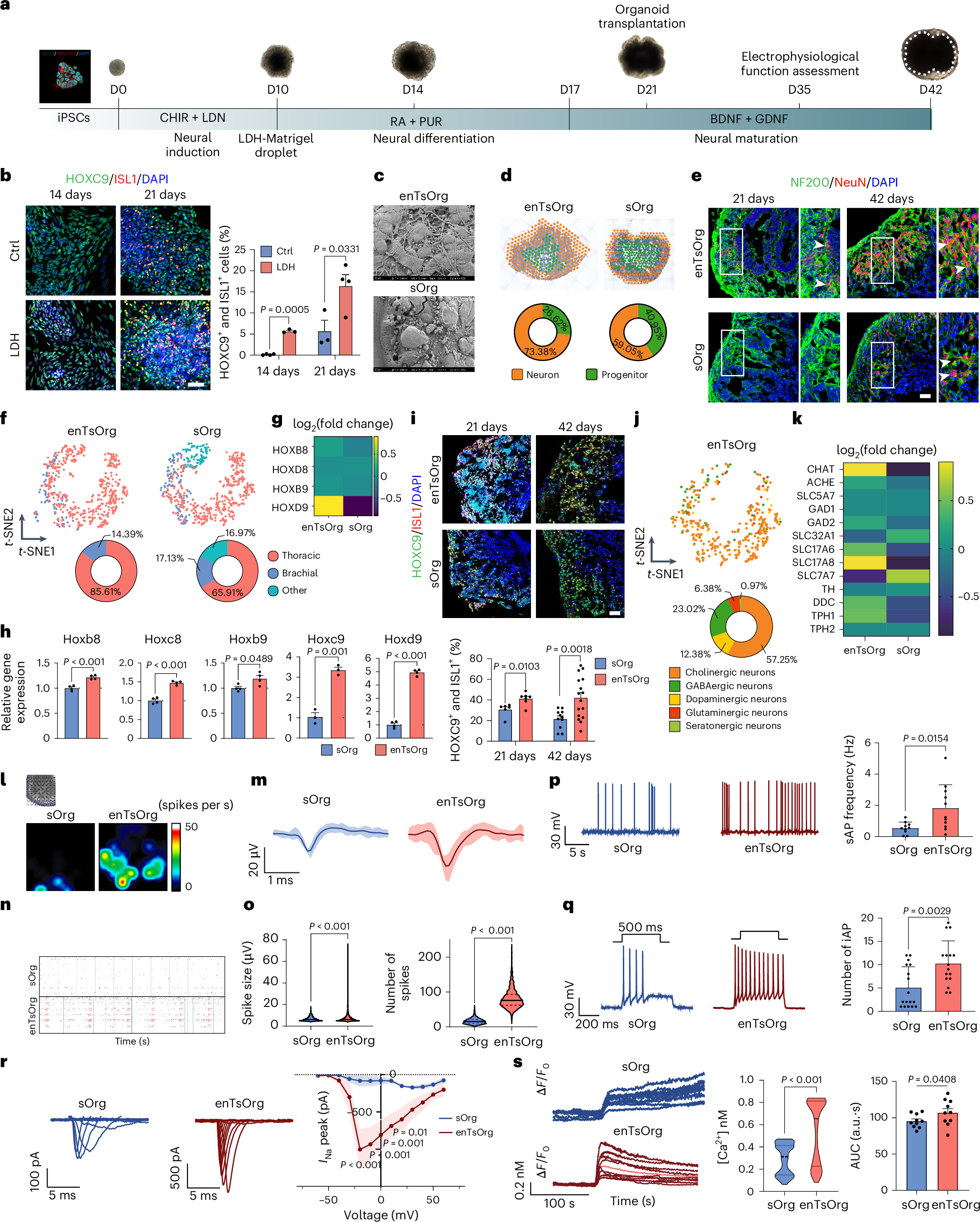 Fig. 1: Generation of enTsOrg recapitulating thoracic neural tube segment morphogenesis and firing properties.