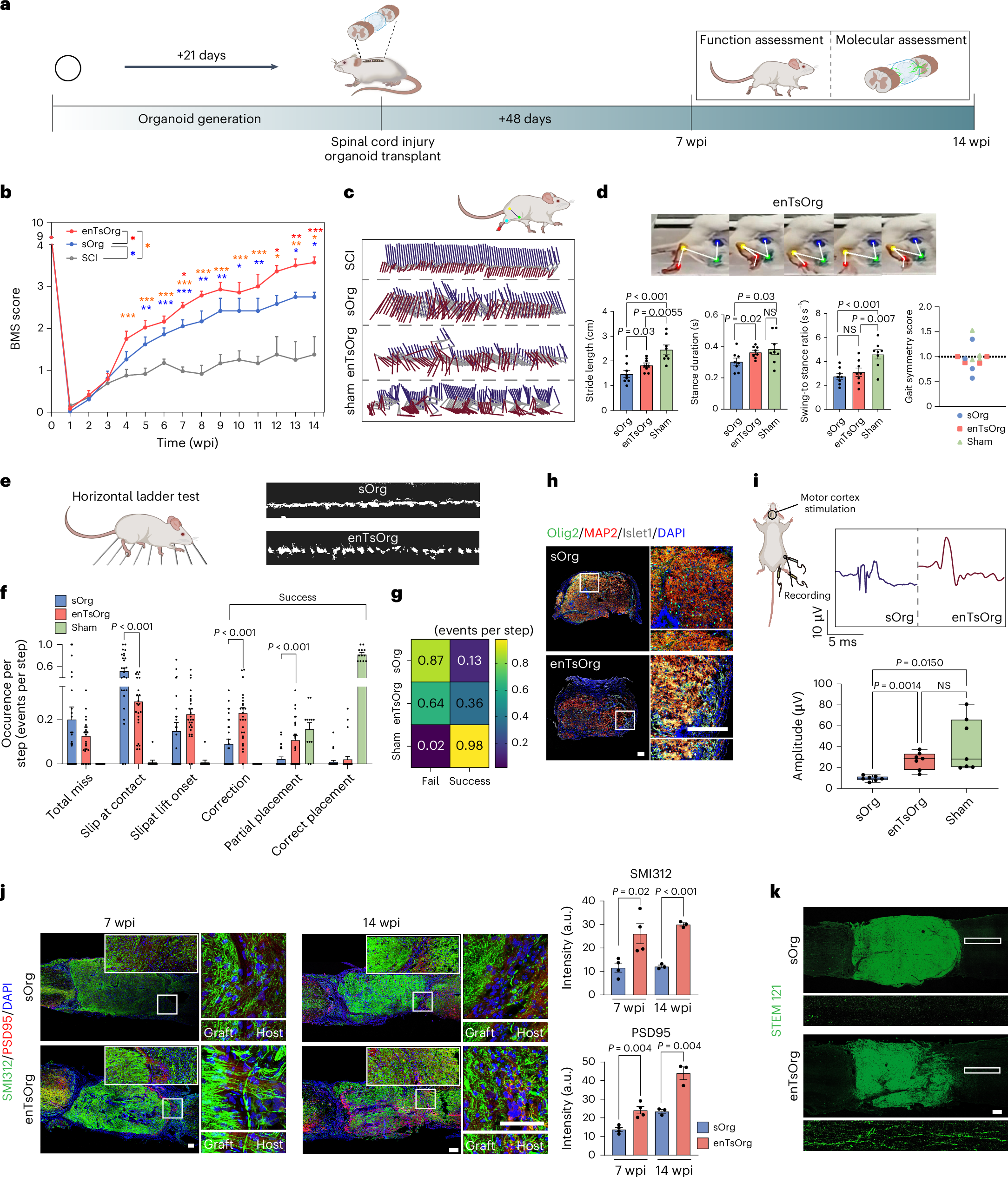 Fig. 2: Transplantation of enTsOrg into thoracic segmental SCI leads to pronounced restoration of motor and neurological function.
