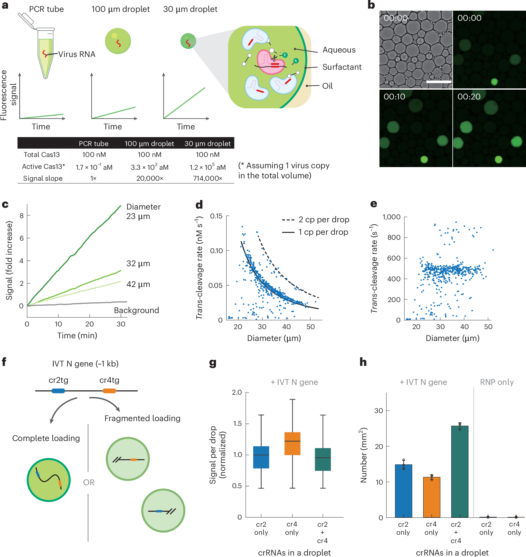 Fig. 1: A droplet assay measures Cas13a single-molecule kinetics.