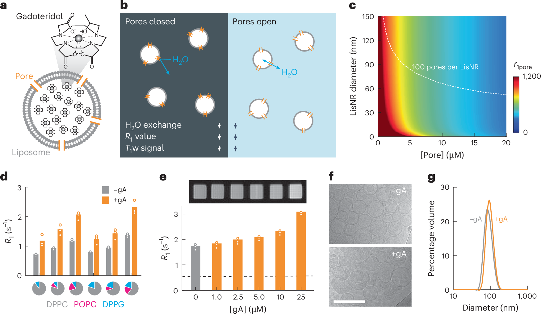 Liposomal nanoprobes actuated by engineered water channels for sensitive  detection of molecular targets by MRI