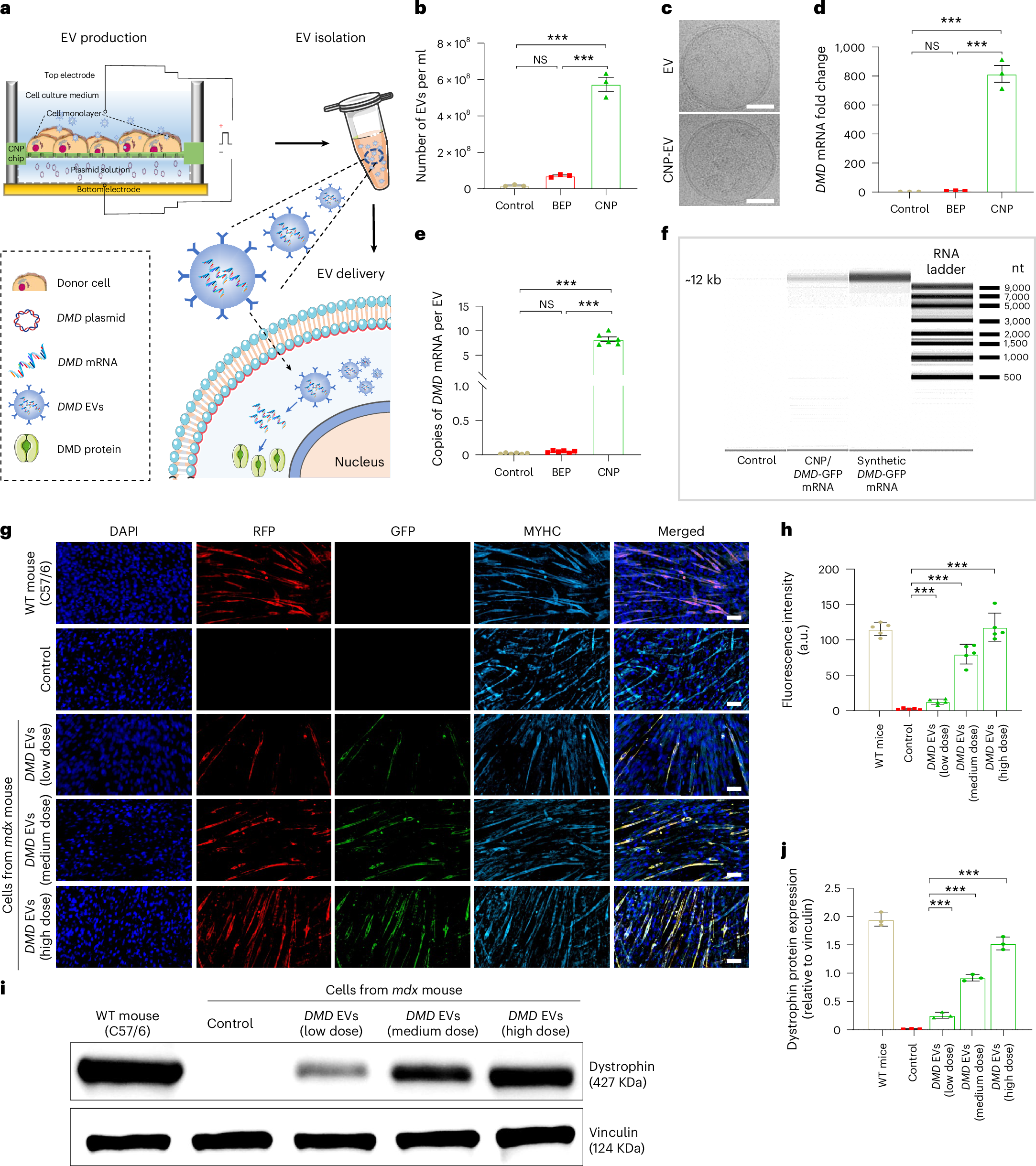 Fig. 1: Full-length DMD EV mRNA restores muscle dystrophin protein expression in vitro.