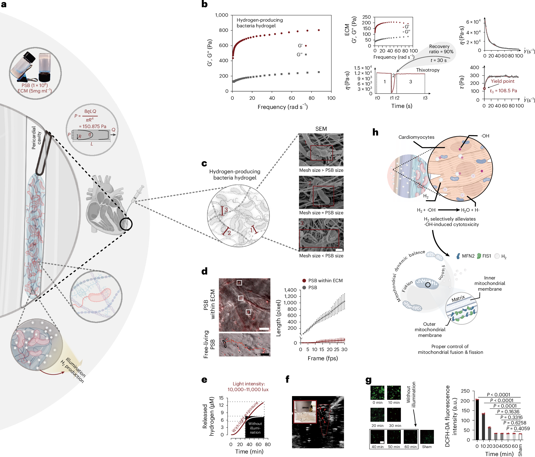 An injectable hydrogen-producing bacteria hydrogel for cardiac repair in  rodent and porcine models | Nature Biomedical Engineering
