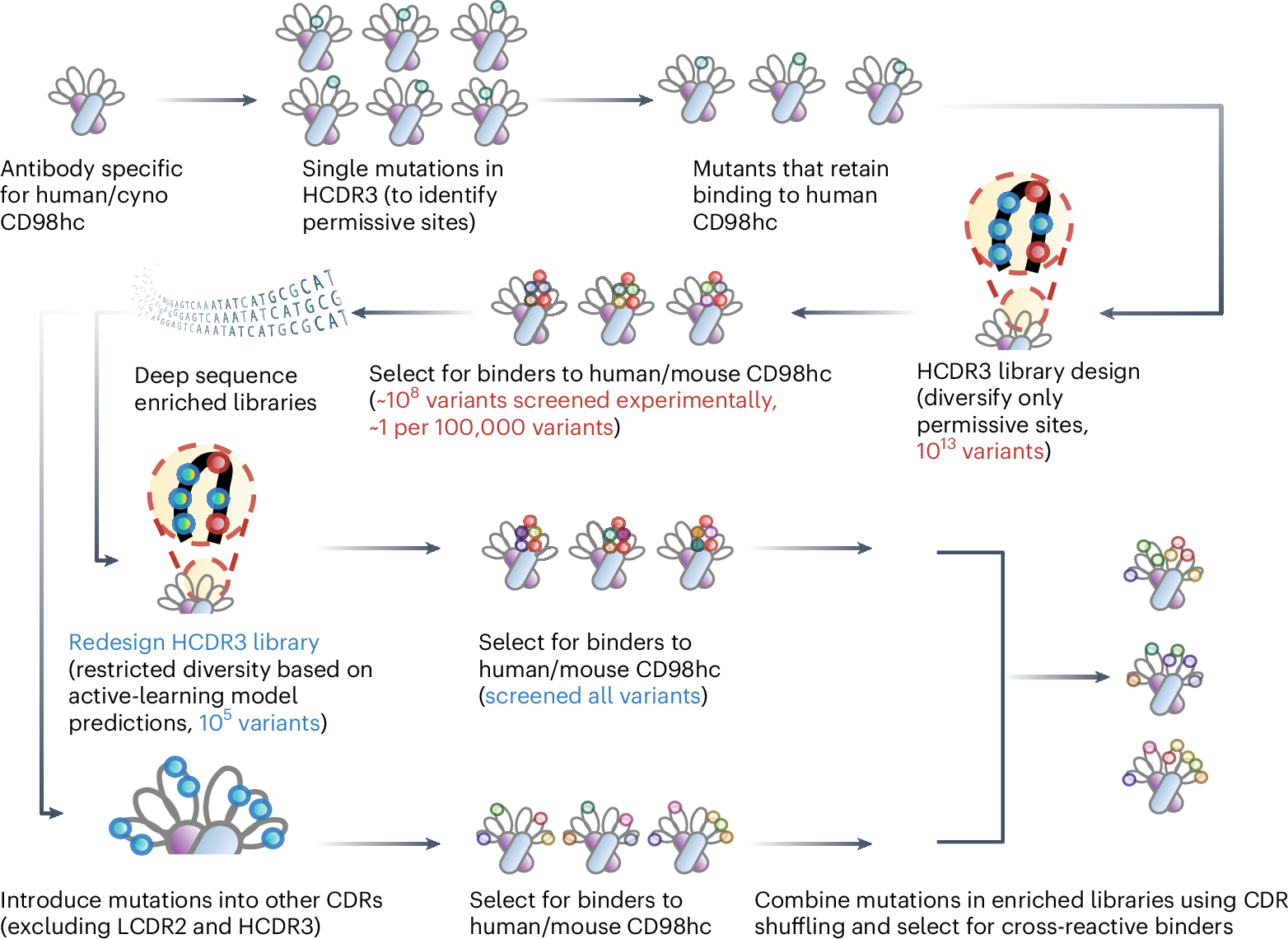 CD98hc-targeted antibody shuttles for central nervous system delivery with broad cross-species reactivity