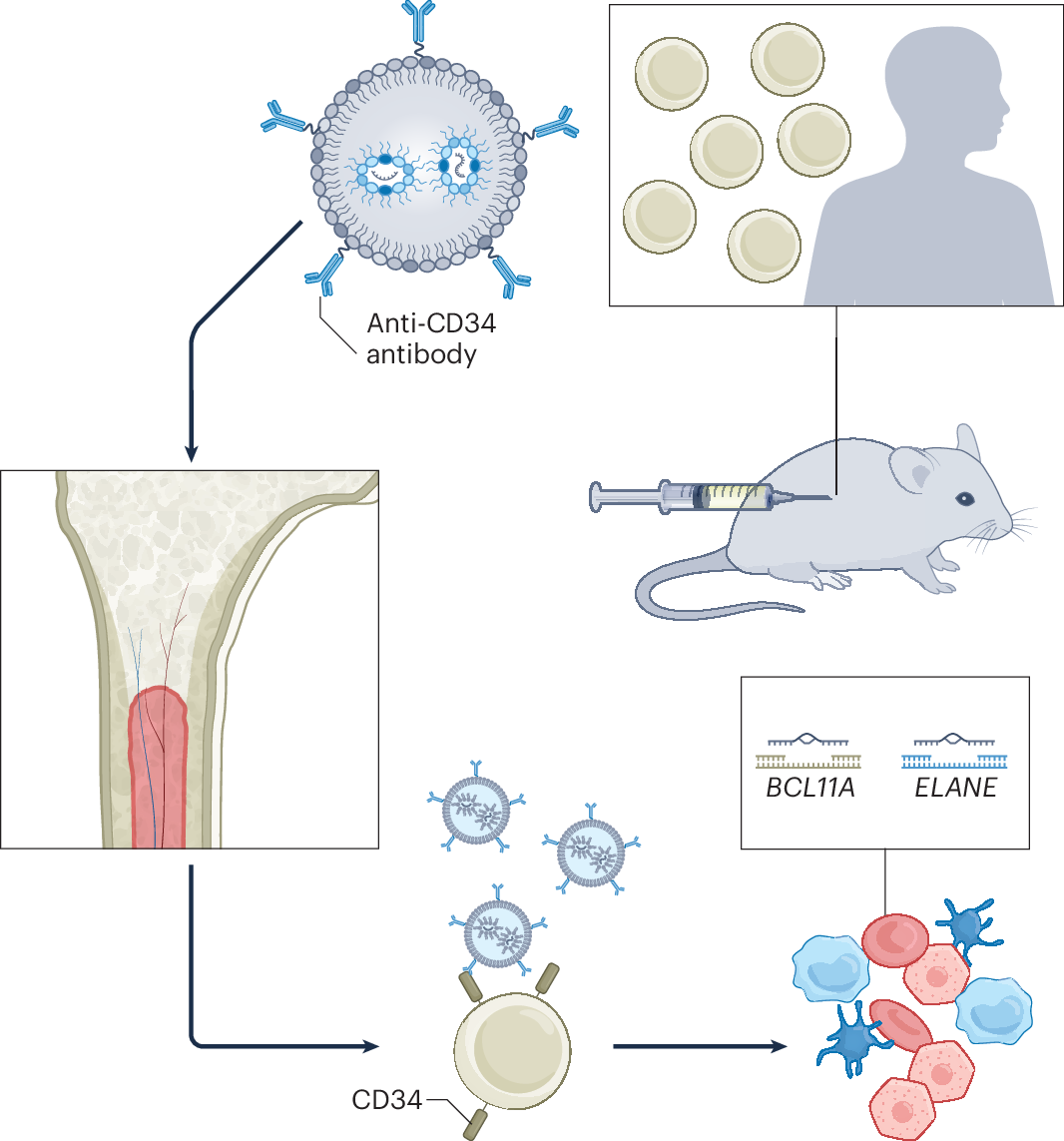 Targeted lipid nanoparticles unlock in vivo human haematopoietic stem cell gene editing