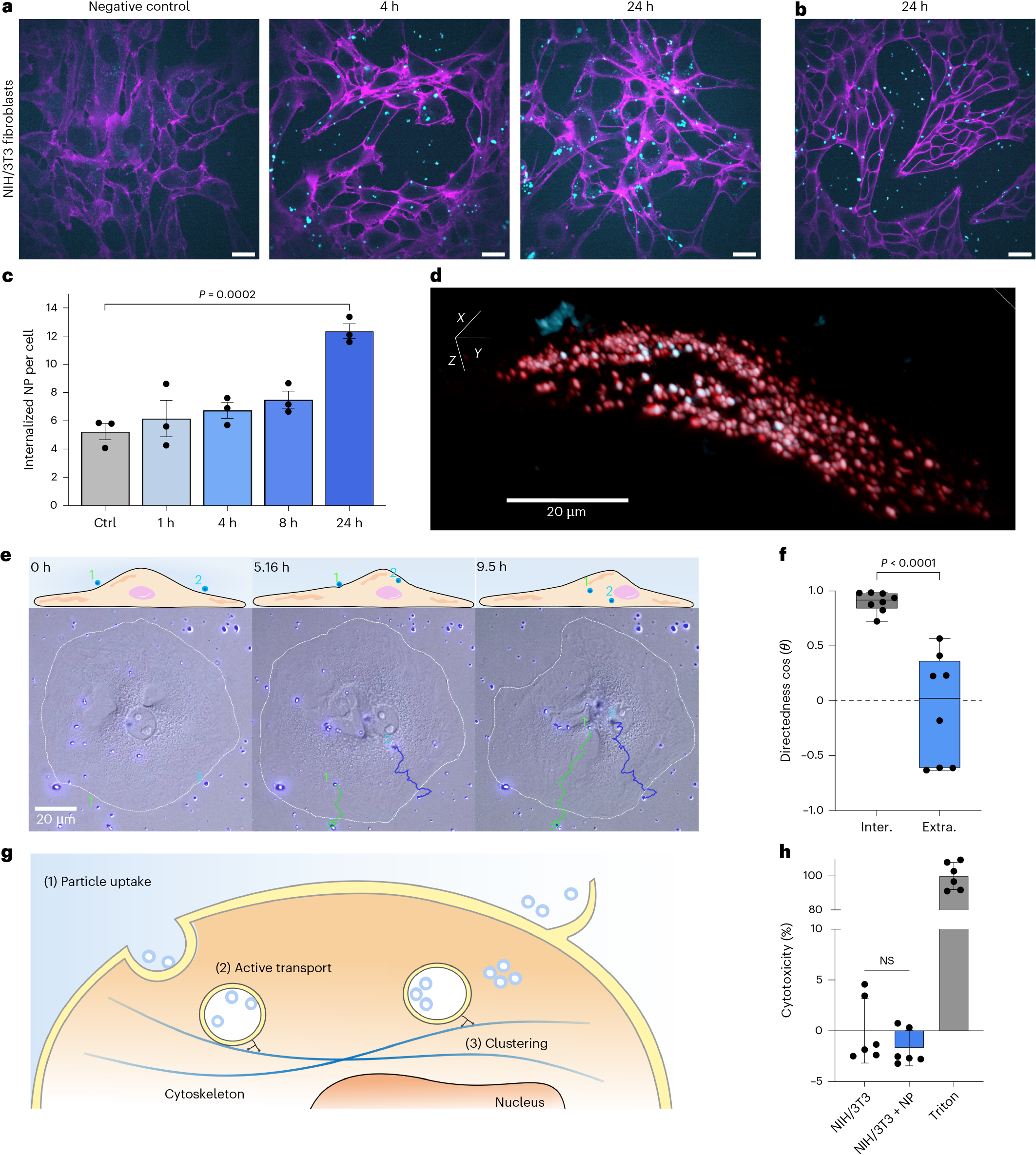 Fig. 3: Internalization and cytocompatibility of hg-C3N4 NPs.