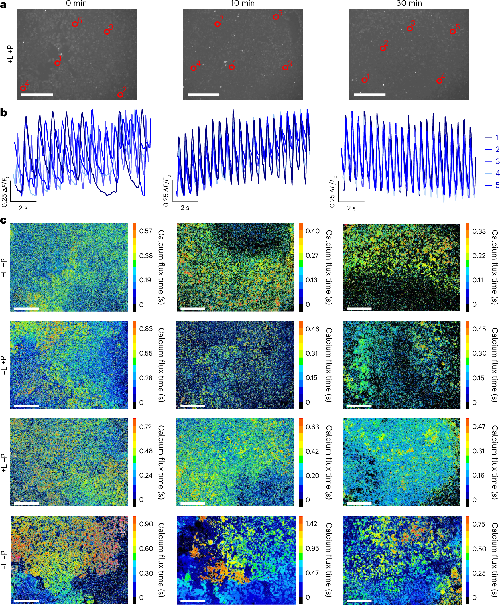 Fig. 5: Pacing of CMs via photostimulation of hg-C3N4 NPs.