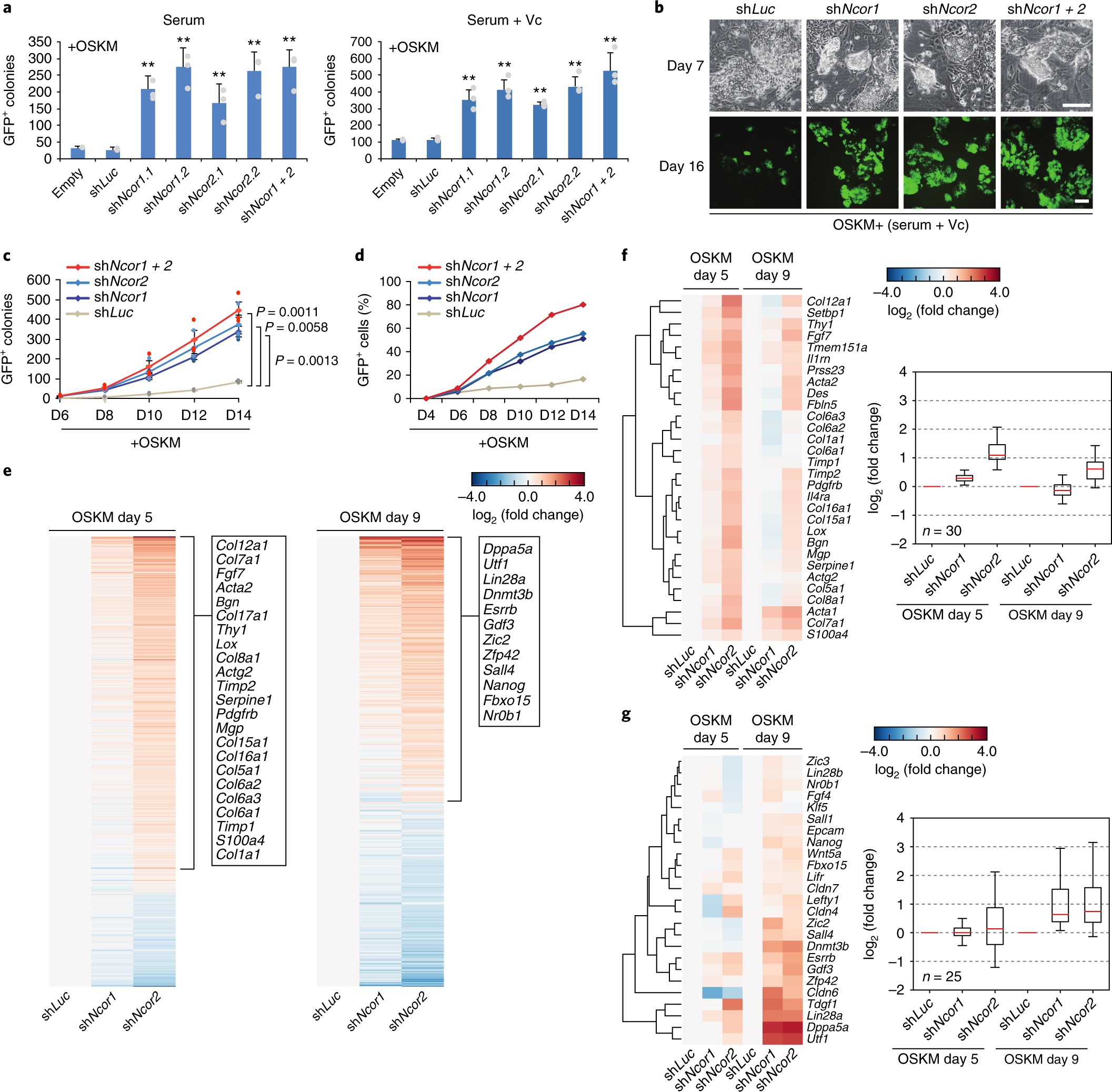 NCoR/SMRT co-repressors cooperate with c-MYC to create an epigenetic  barrier to somatic cell reprogramming | Nature Cell Biology