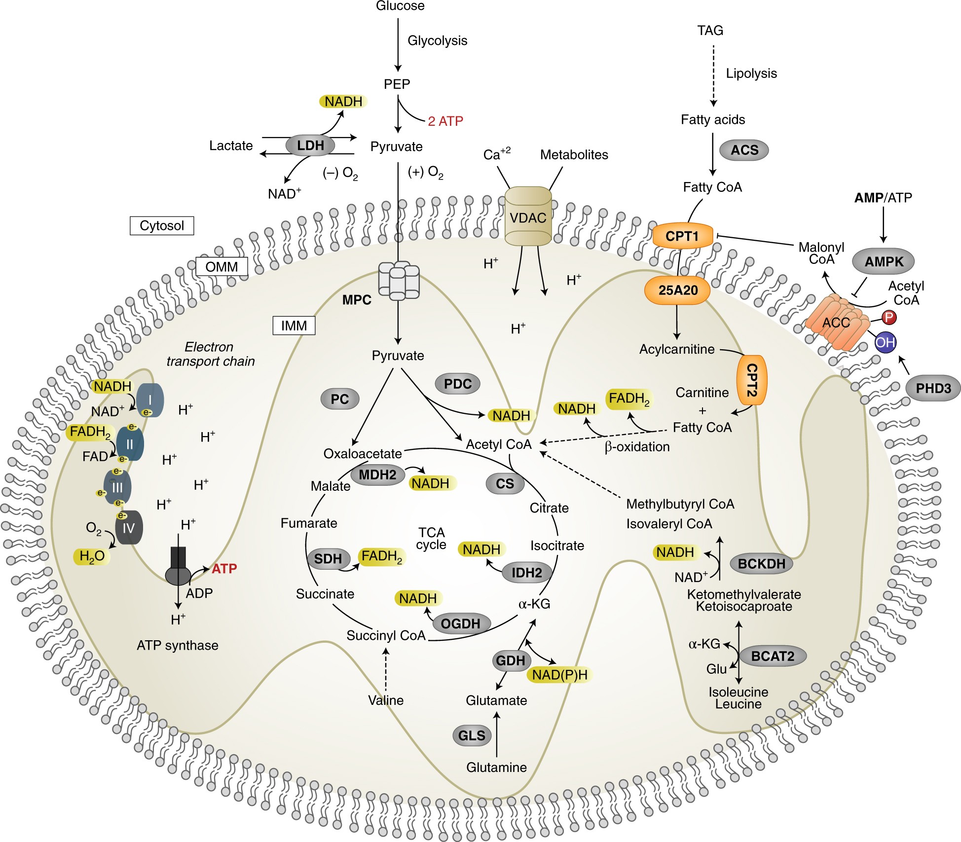 Mitochondrial signalling and homeostasis: from cell biology to