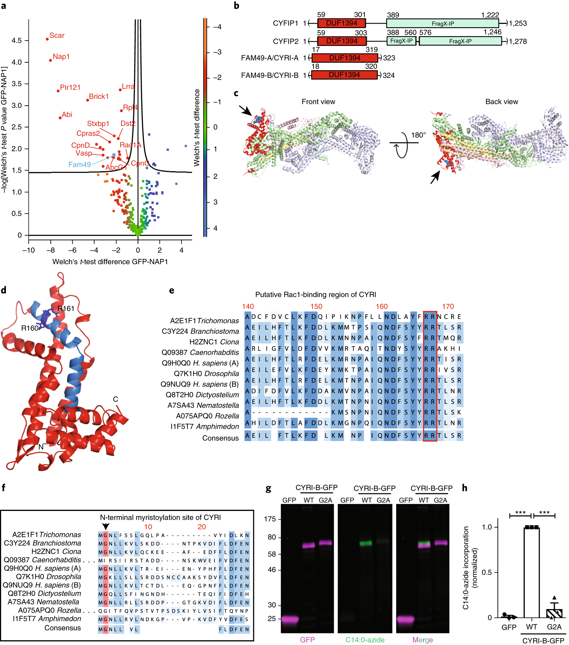 Fam49/CYRI interacts with Rac1 and locally suppresses protrusions | Nature  Cell Biology
