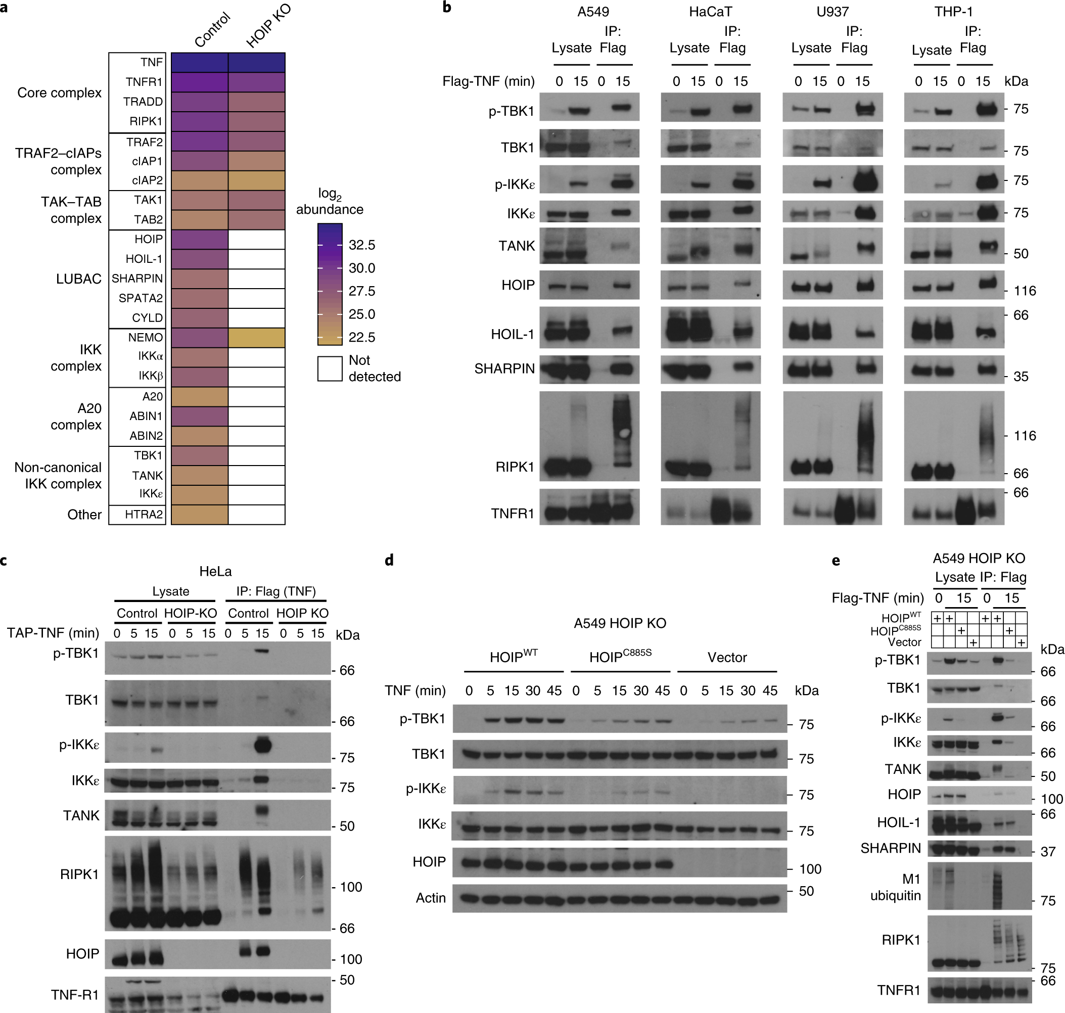 TBK1 and IKKε prevent TNF-induced cell death by RIPK1 phosphorylation |  Nature Cell Biology