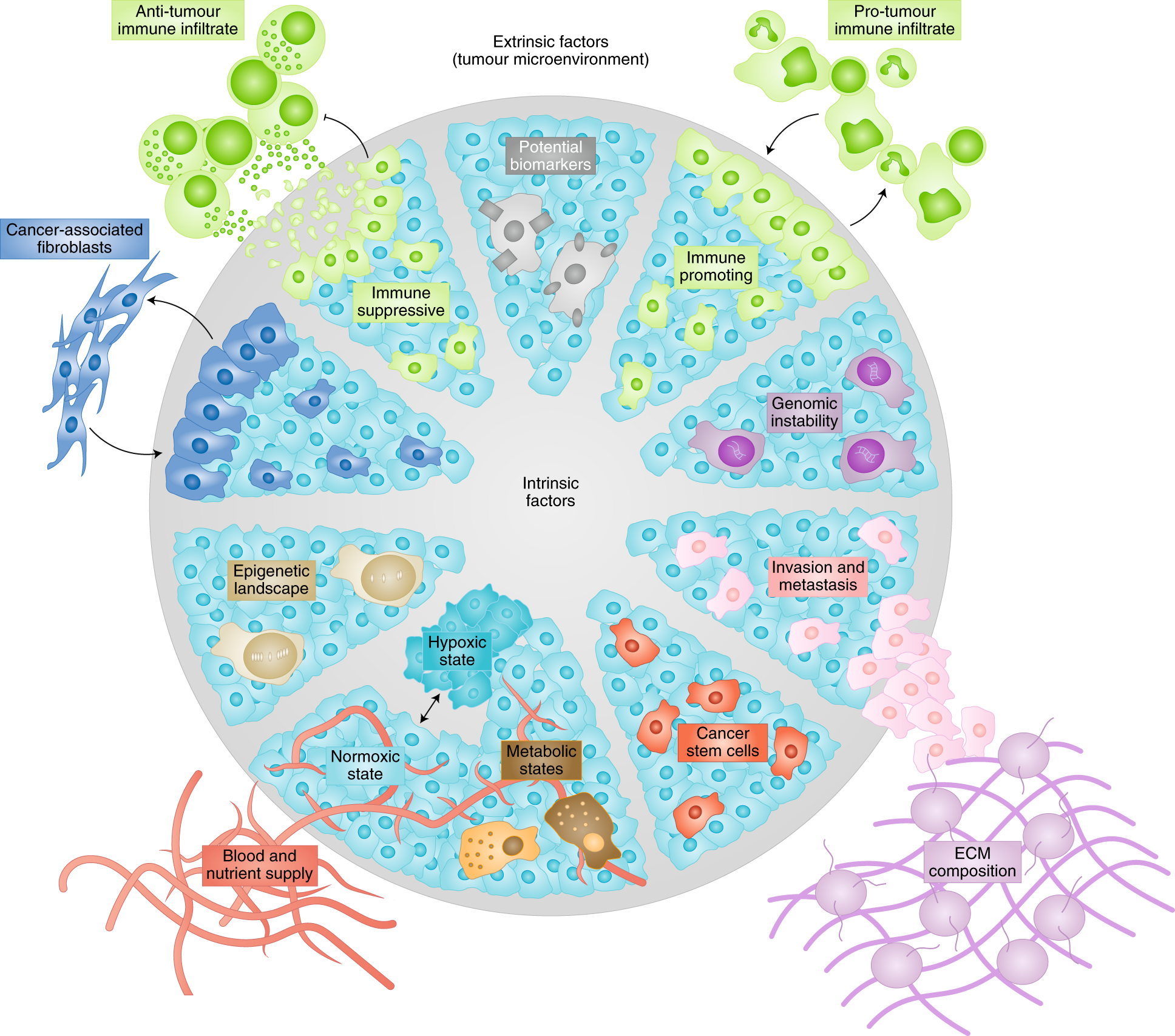 Tumour heterogeneity and metastasis at single-cell resolution | Nature Cell  Biology