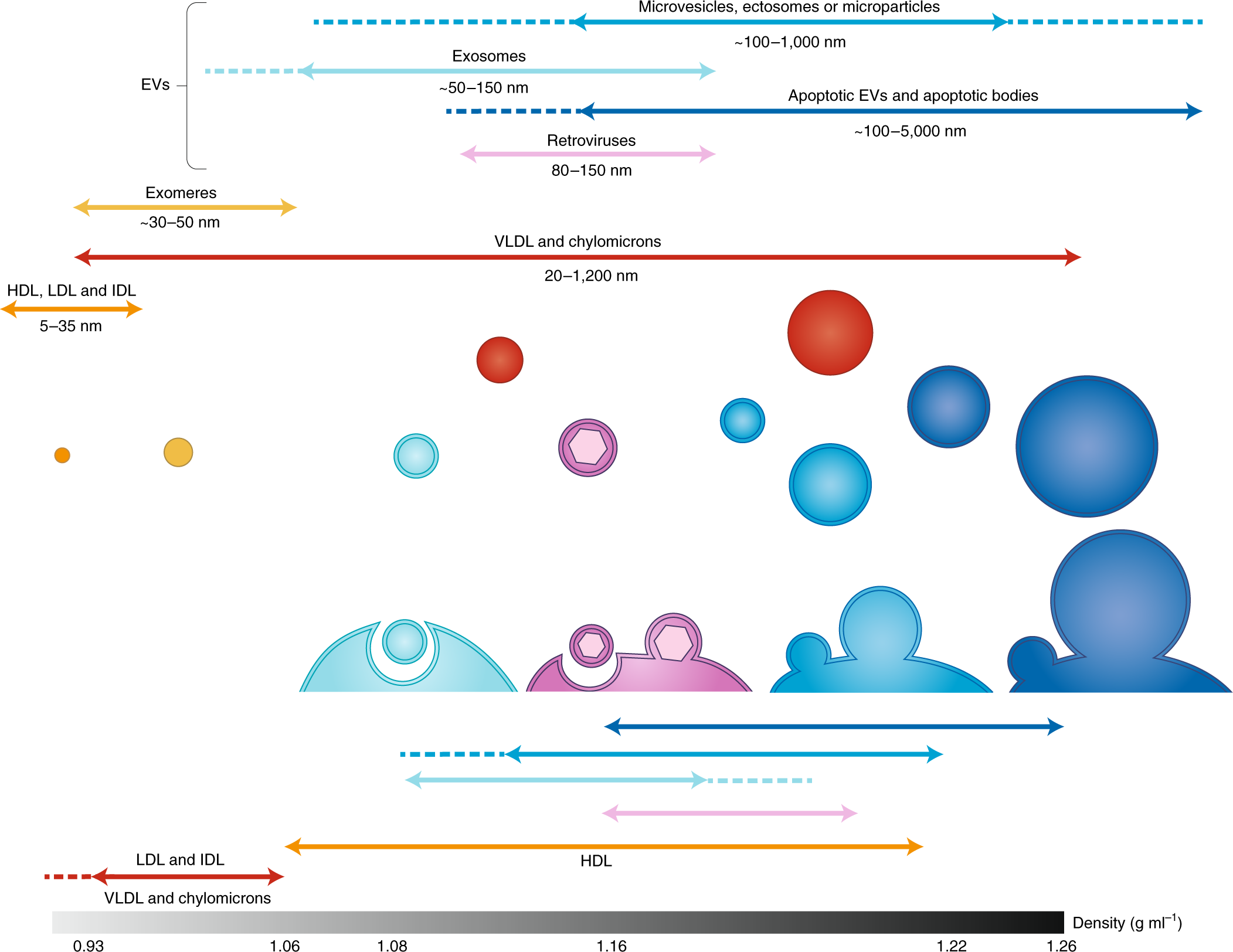 Specificities Of Secretion And Uptake Of Exosomes And Other - 