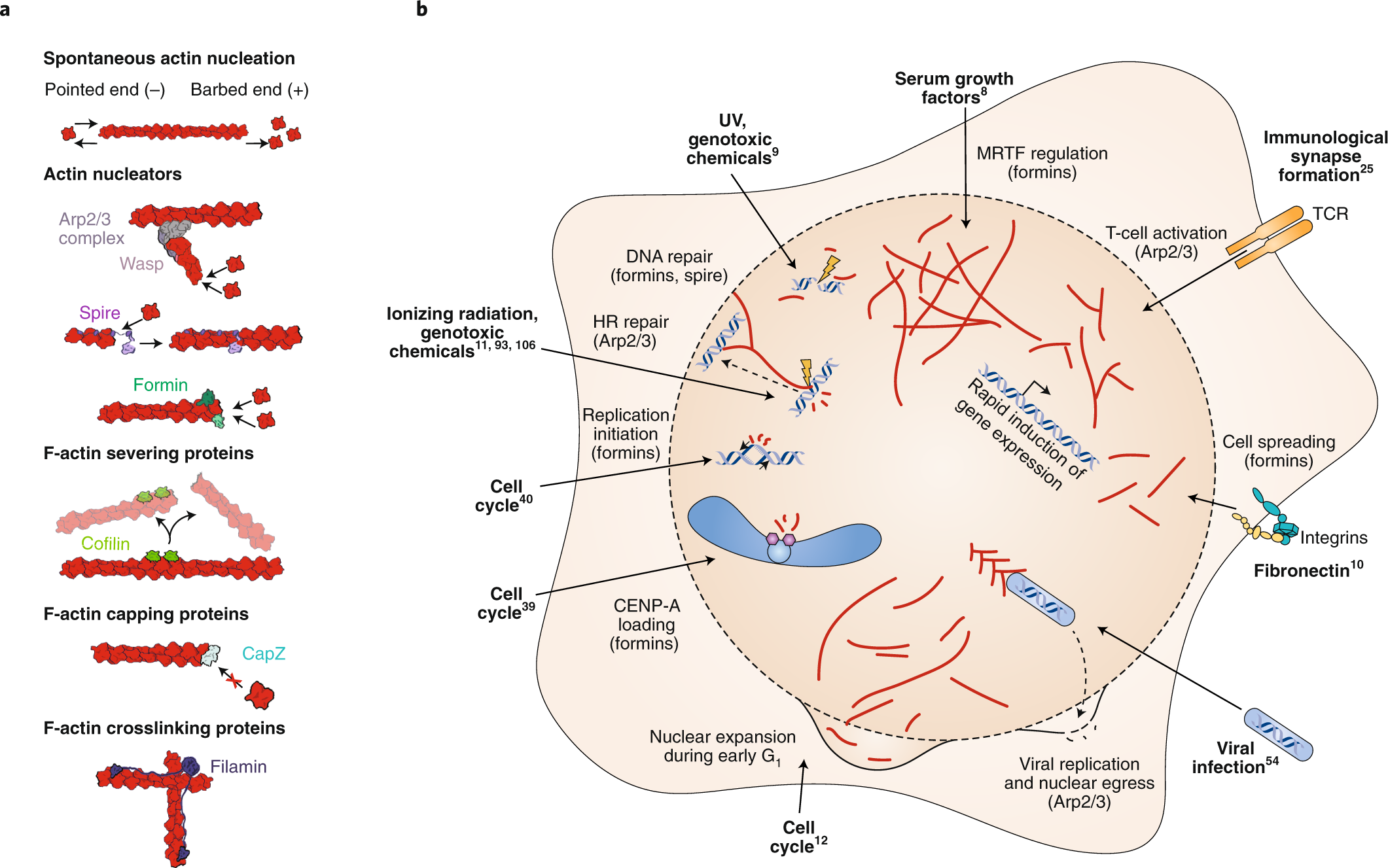 Nuclear actin filaments in DNA repair dynamics | Nature Cell Biology