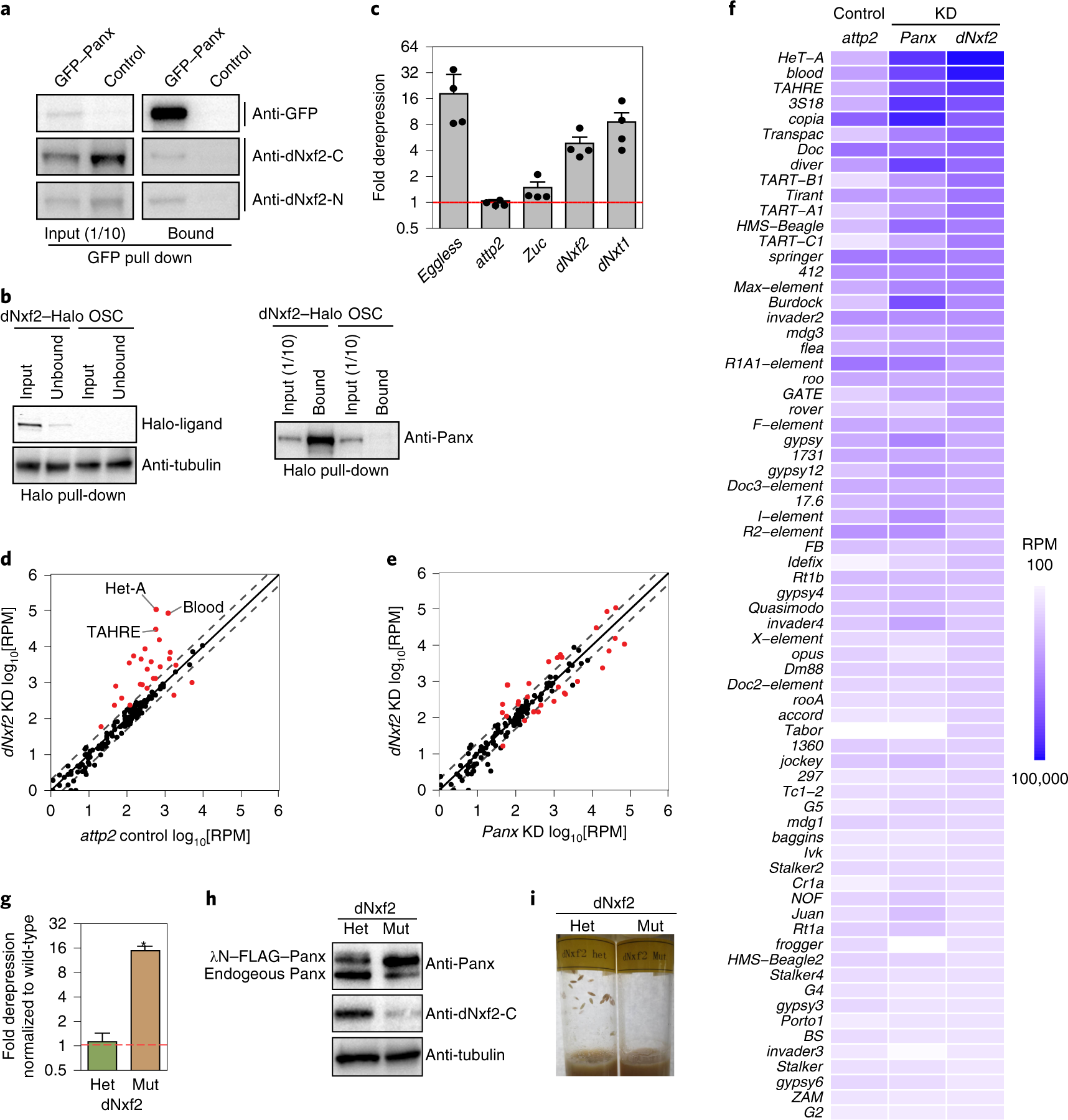 A Pandas Complex Adapted For Pirna Guided Transcriptional - 
